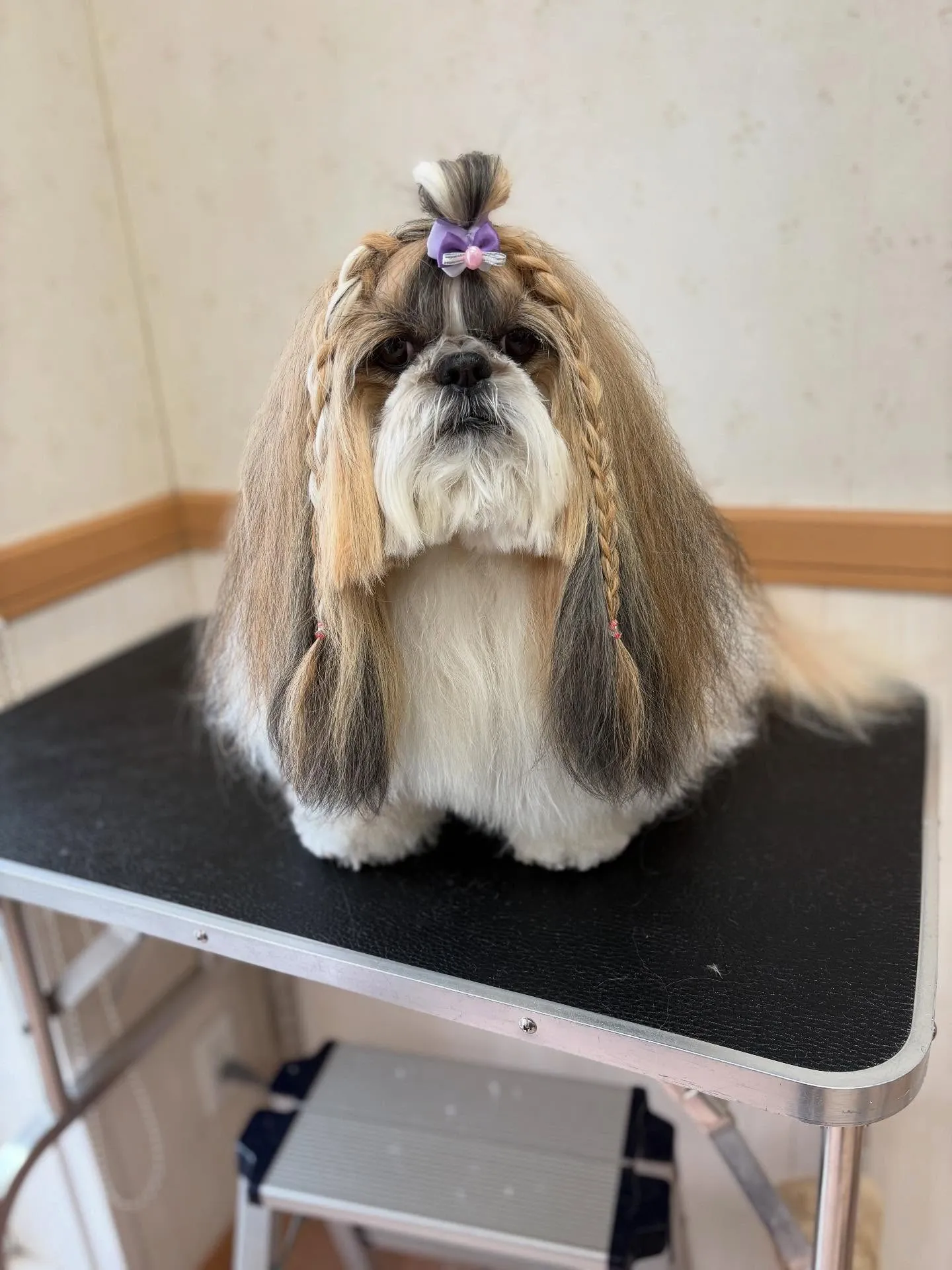 犬のシャンプー🫧