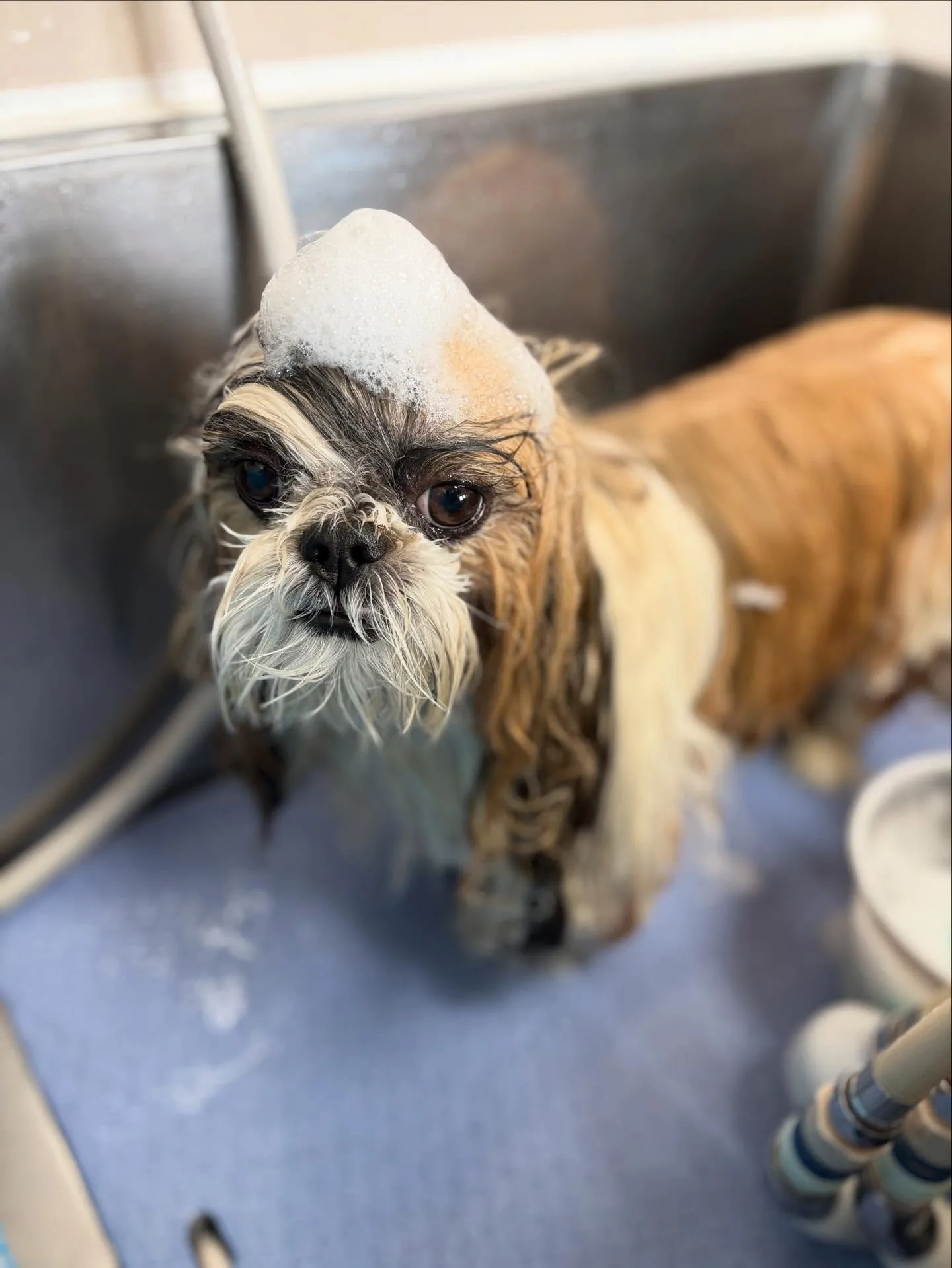 犬のシャンプー🫧