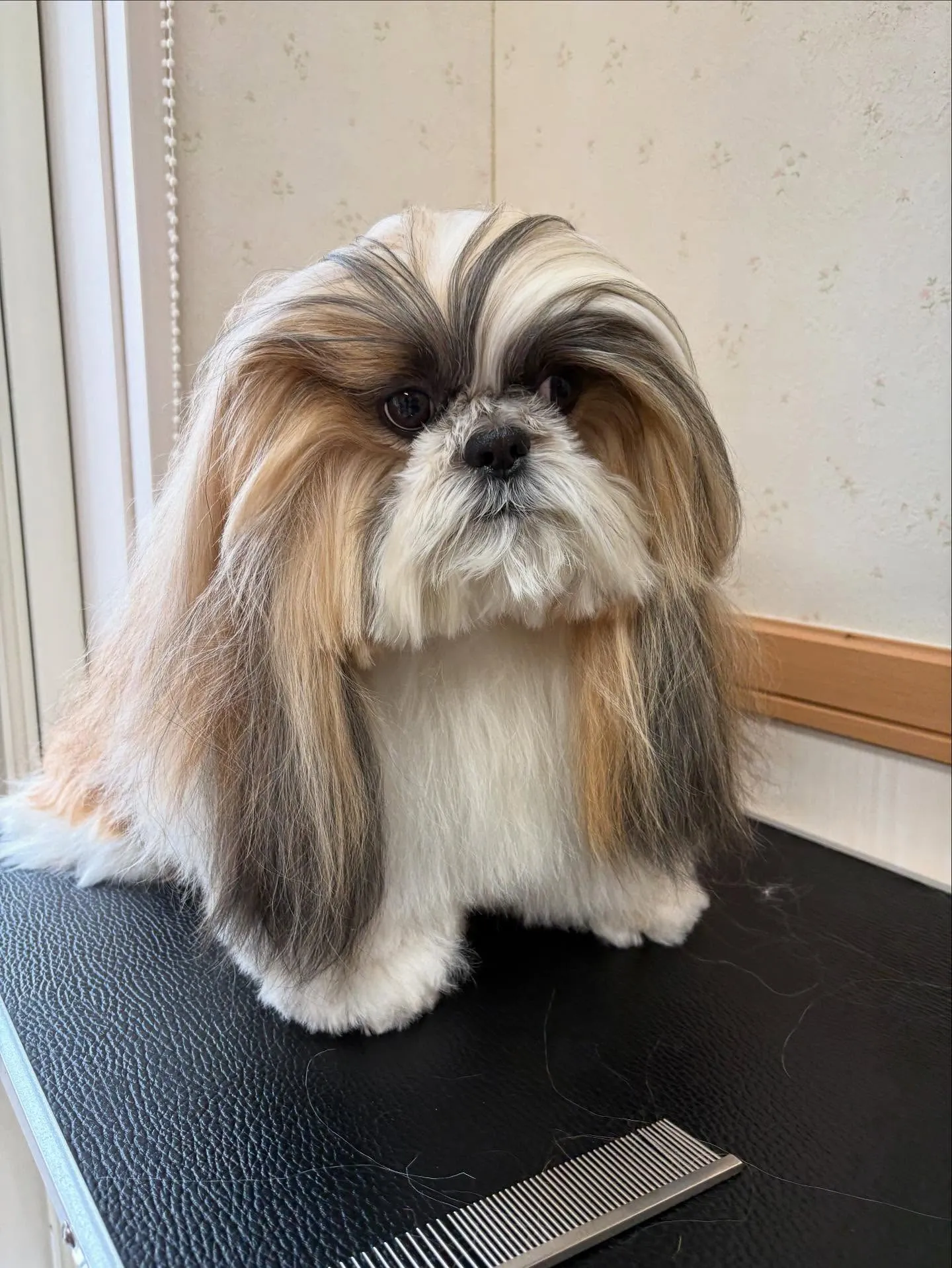 犬のシャンプー🫧