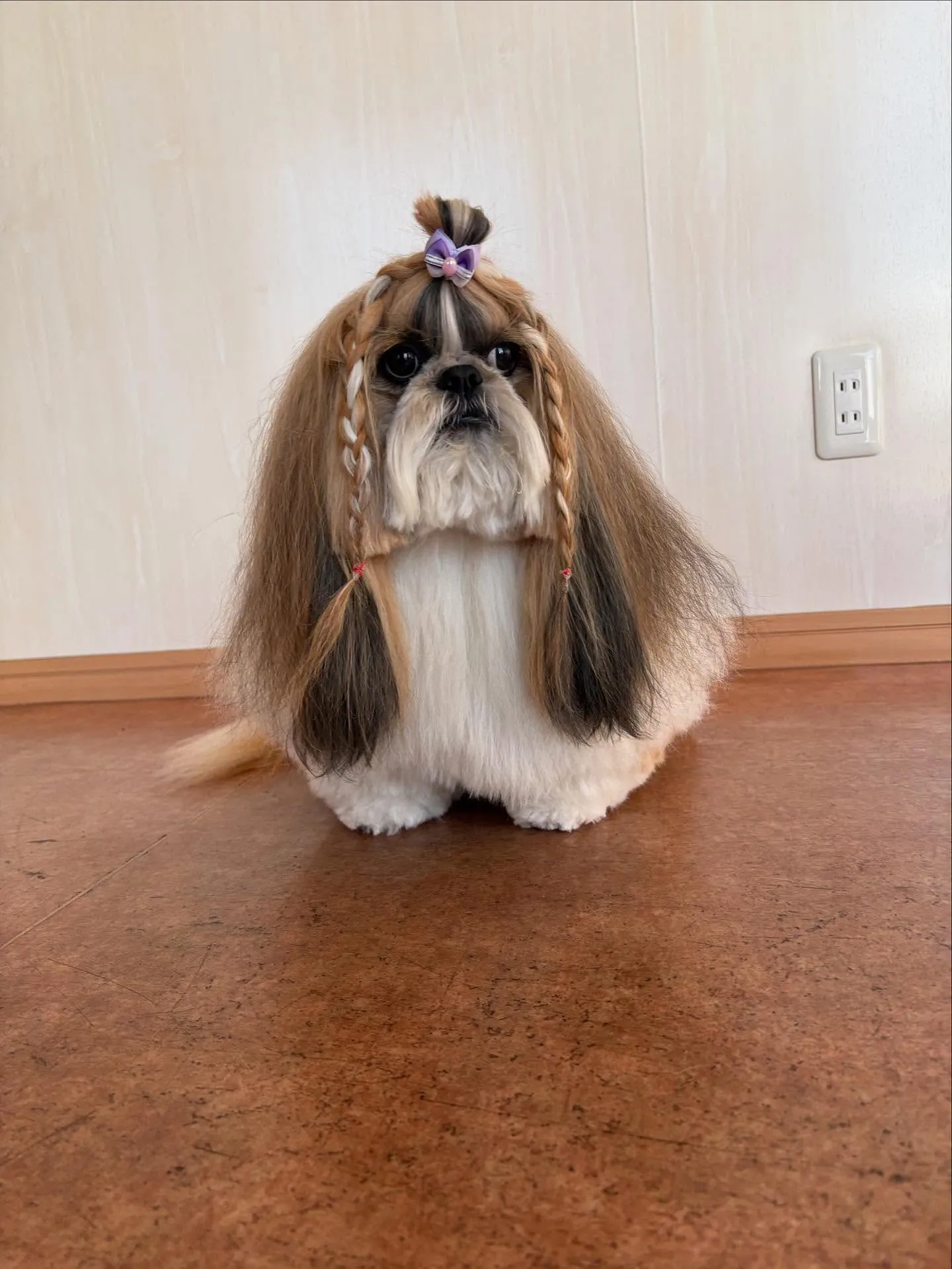 犬のシャンプー🫧