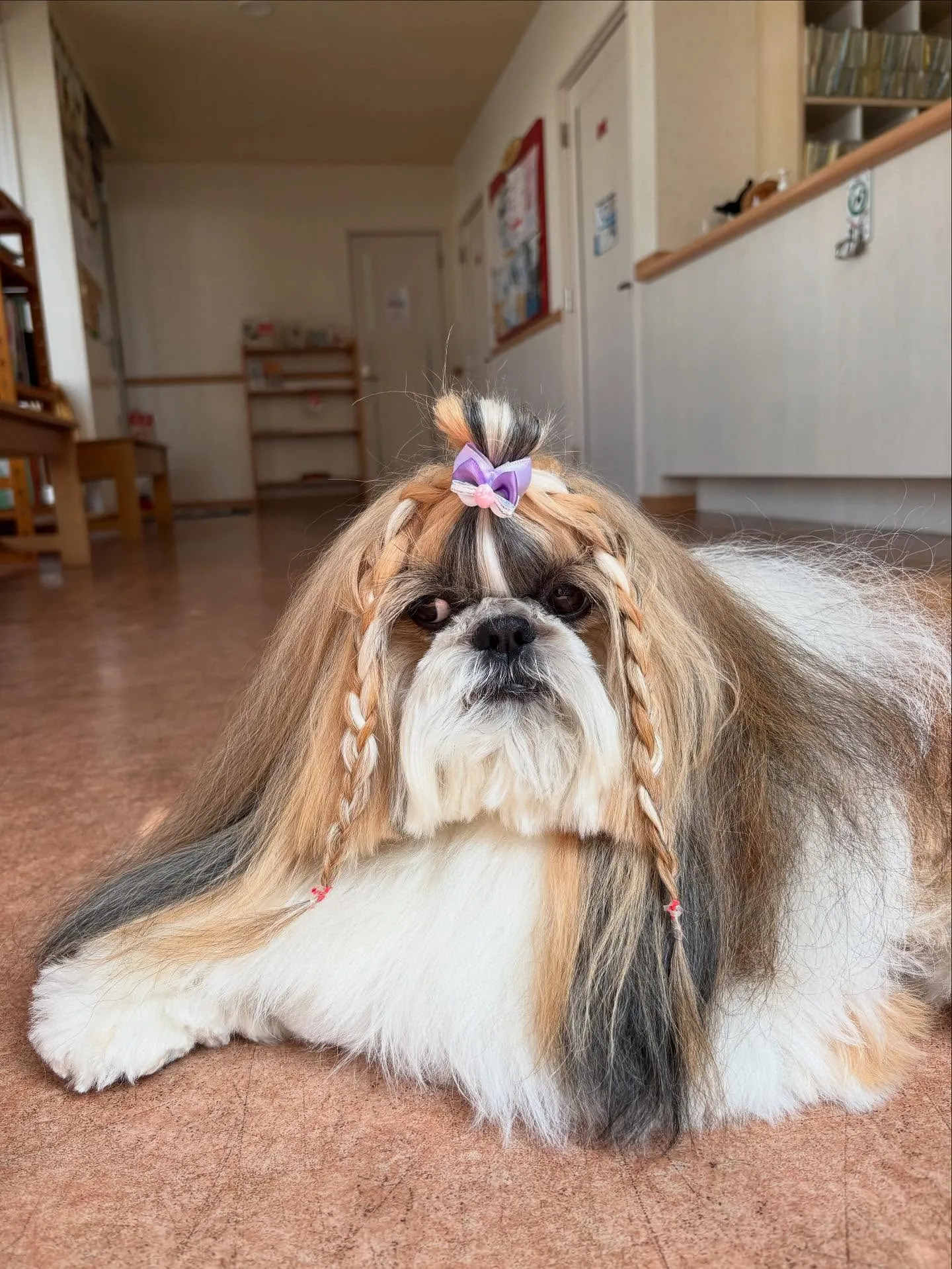 犬のシャンプー🫧
