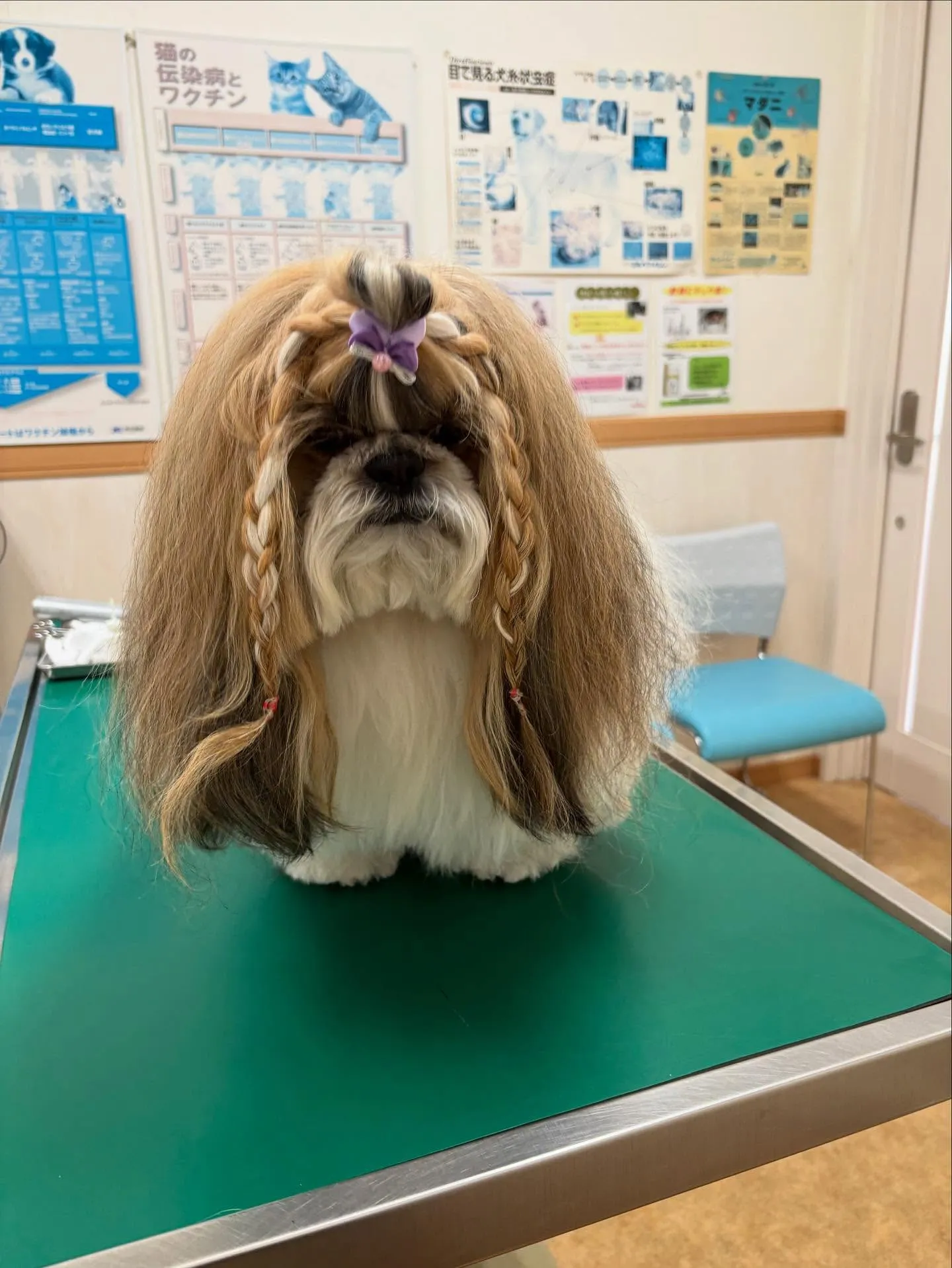 犬のシャンプー🫧