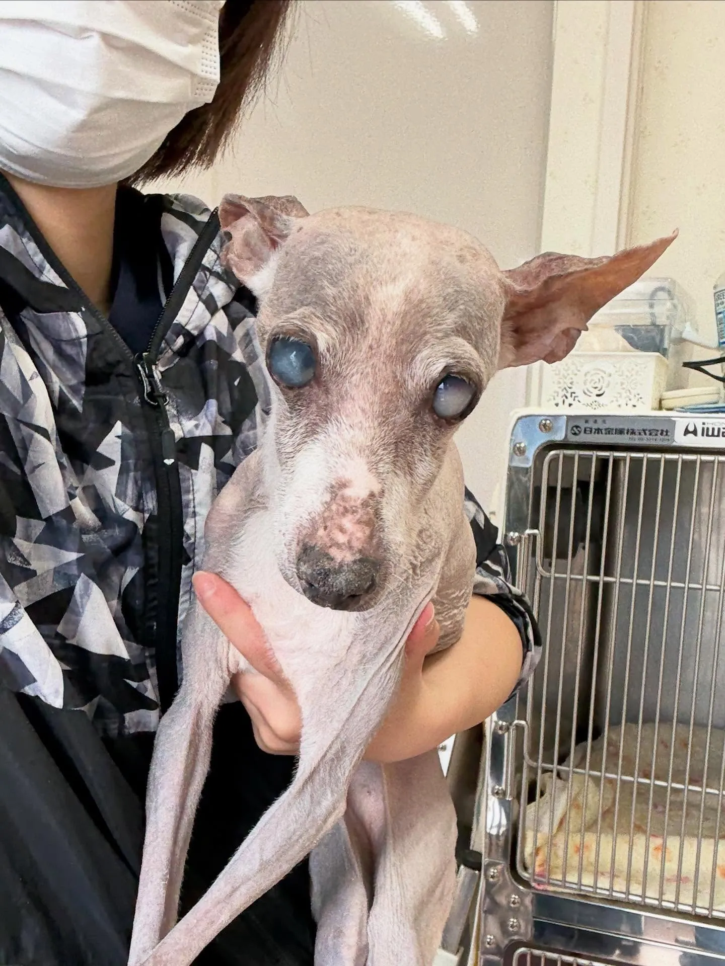 犬のシャンプー🫧