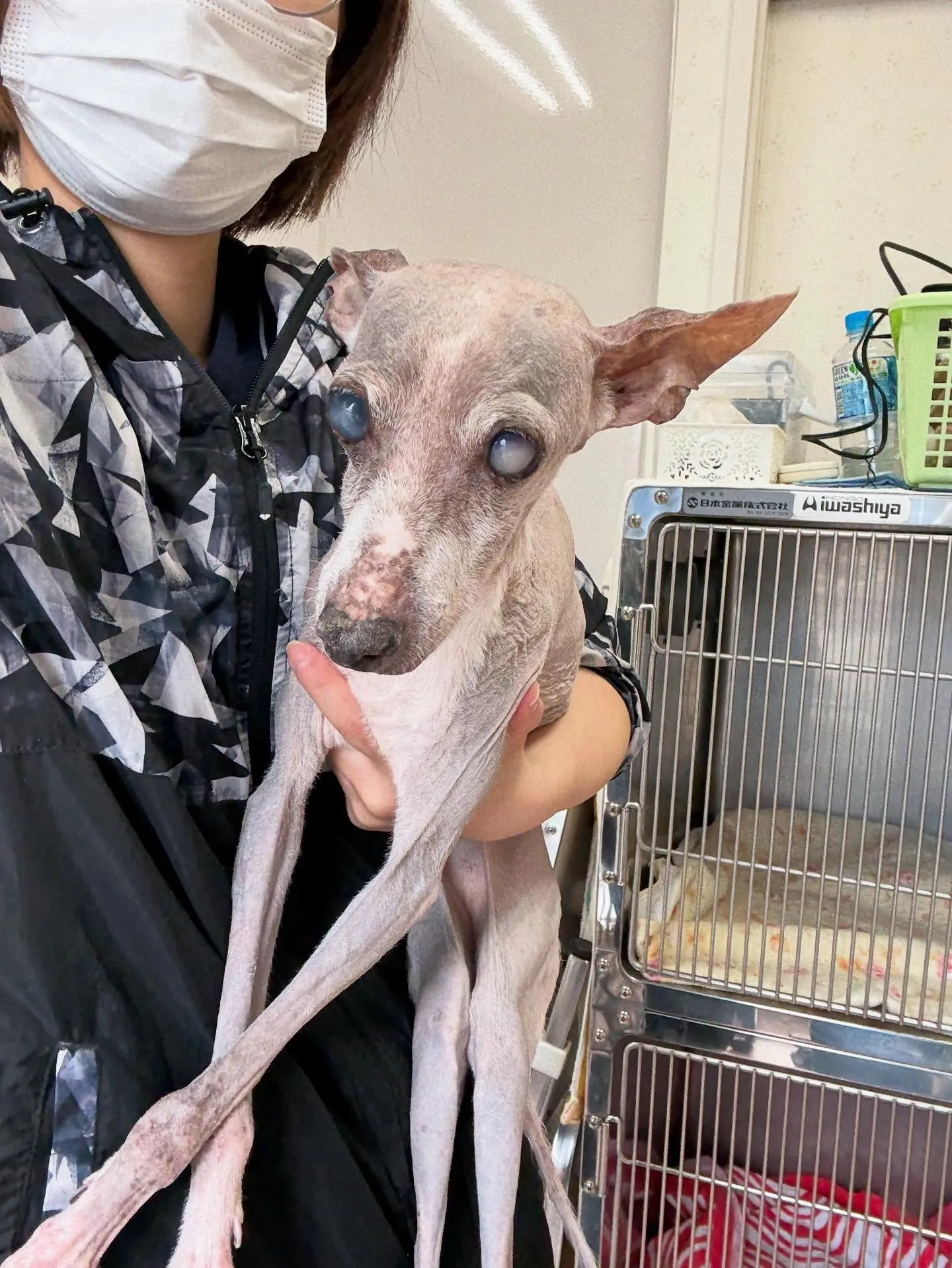 犬のシャンプー🫧
