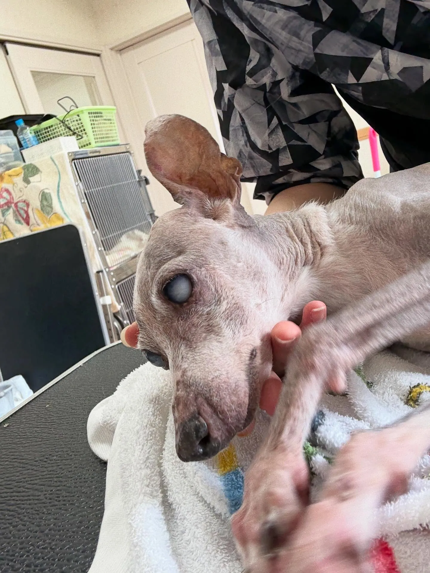 犬のシャンプー🫧