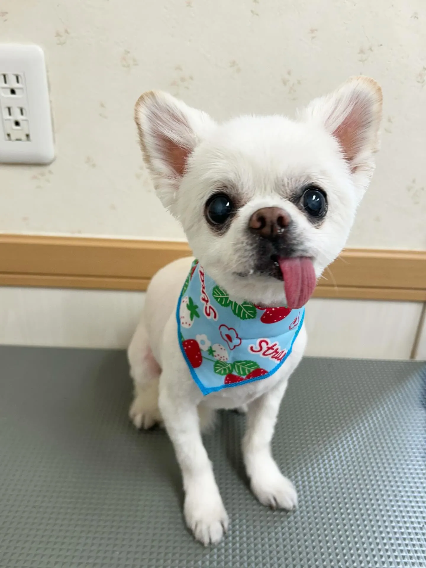 犬のトリミング✂️