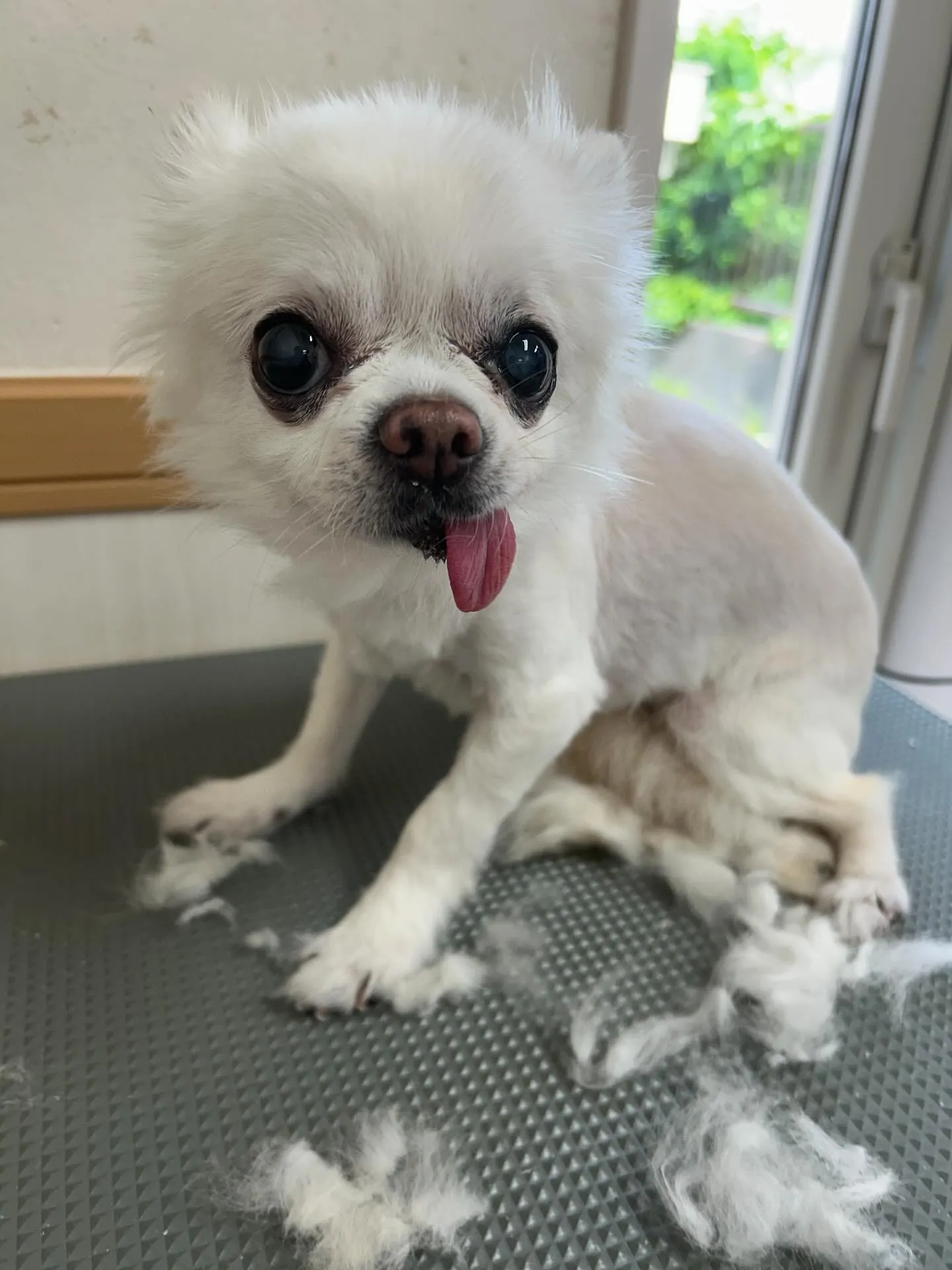 犬のトリミング✂️