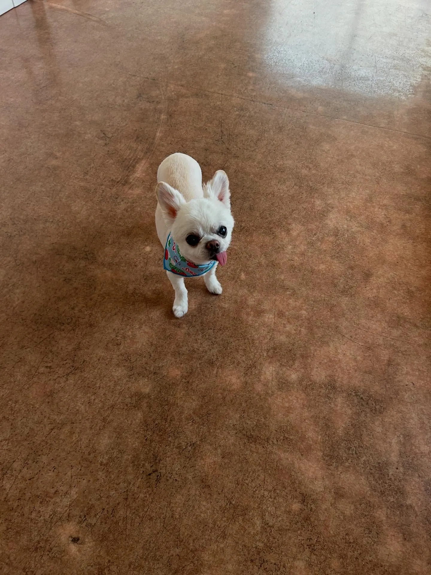犬のトリミング✂️
