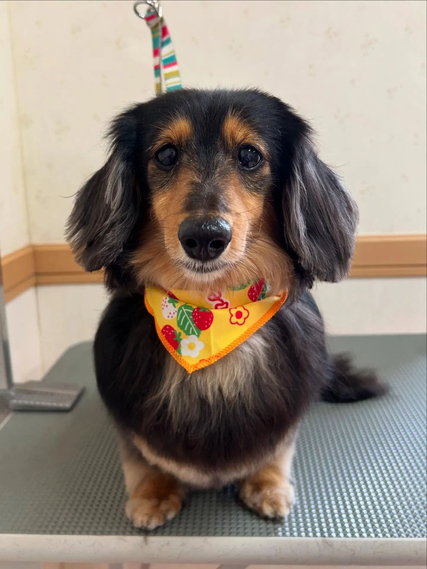 犬のトリミング✂️