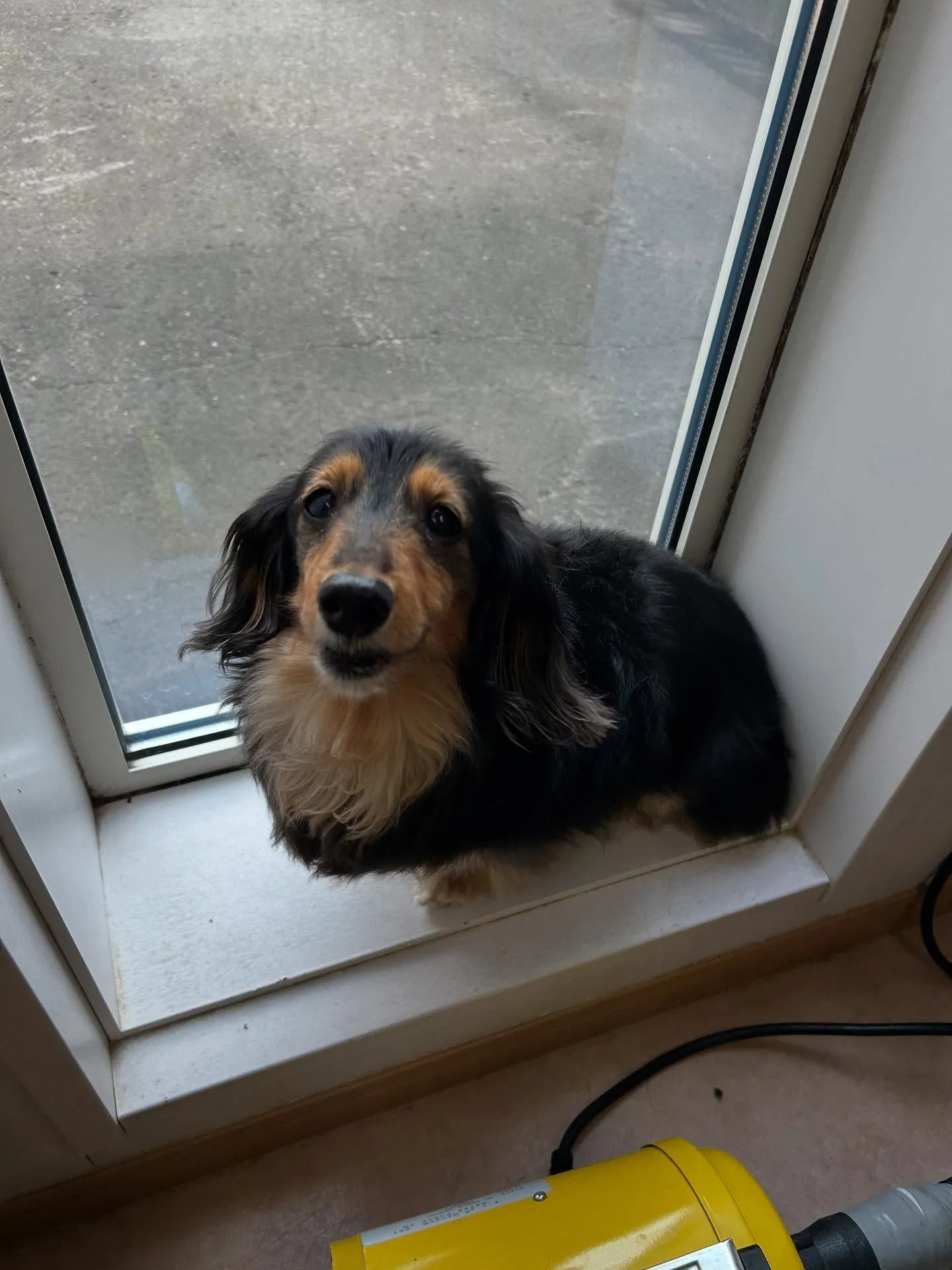 犬のトリミング✂️