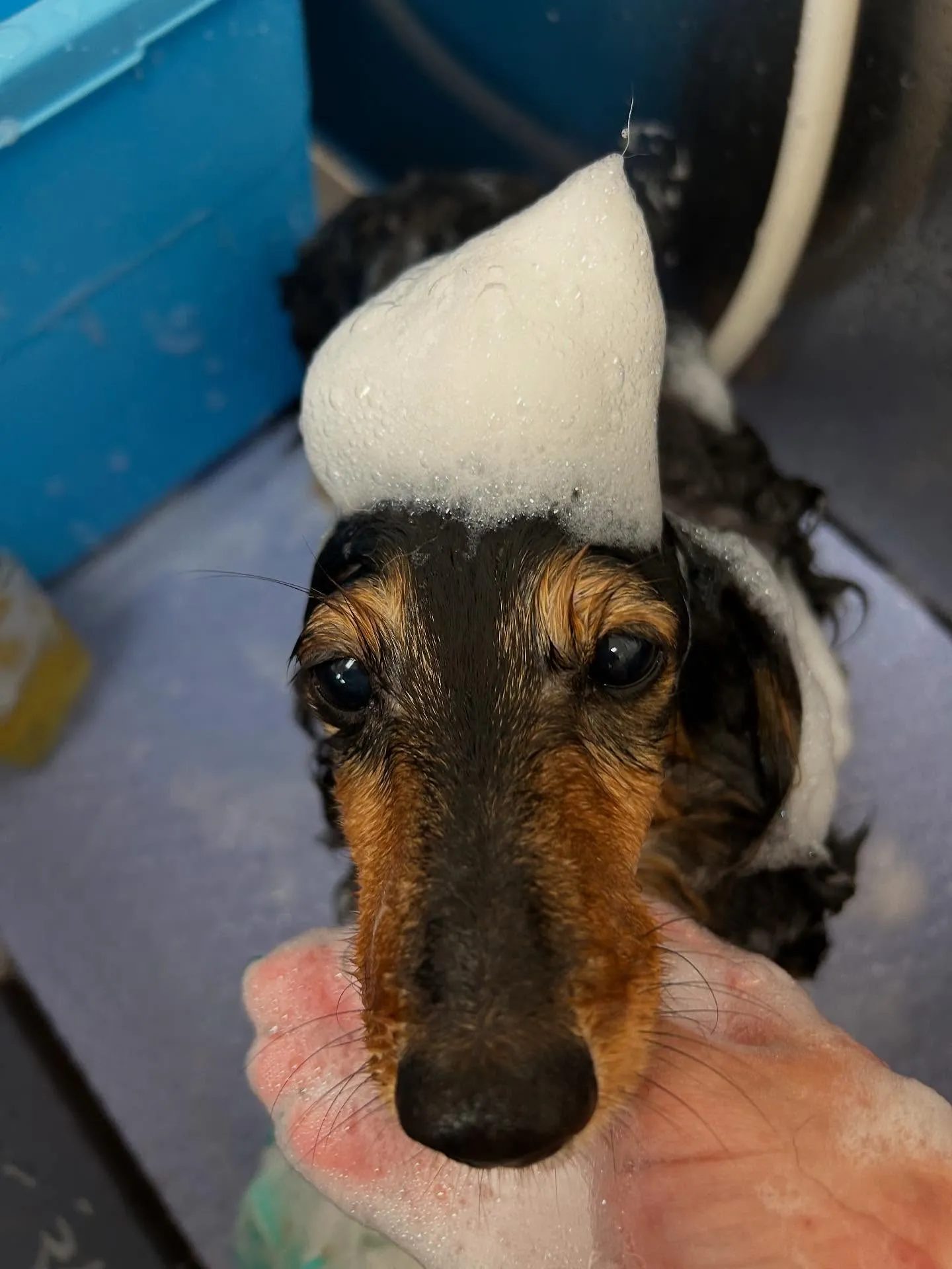 犬のトリミング✂️