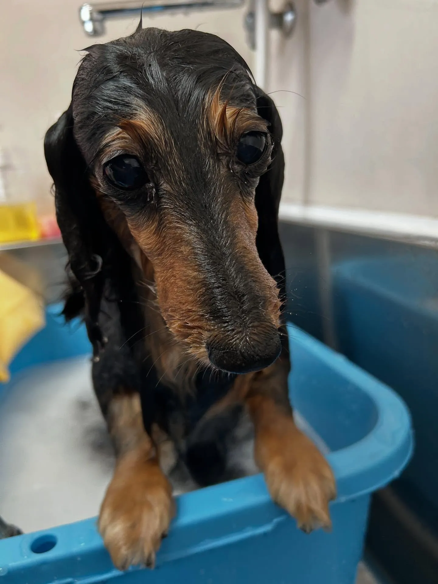 犬のトリミング✂️