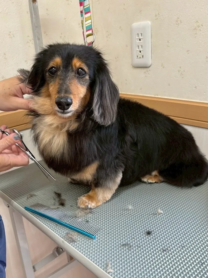 犬のトリミング✂️