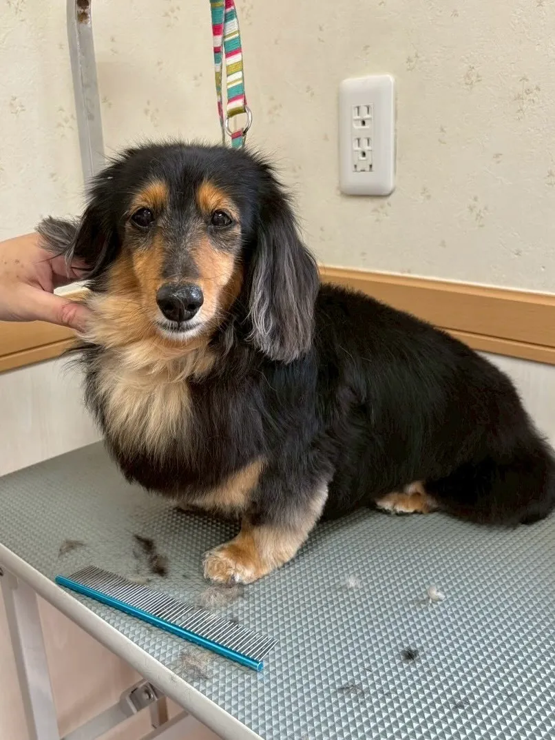 犬のトリミング✂️