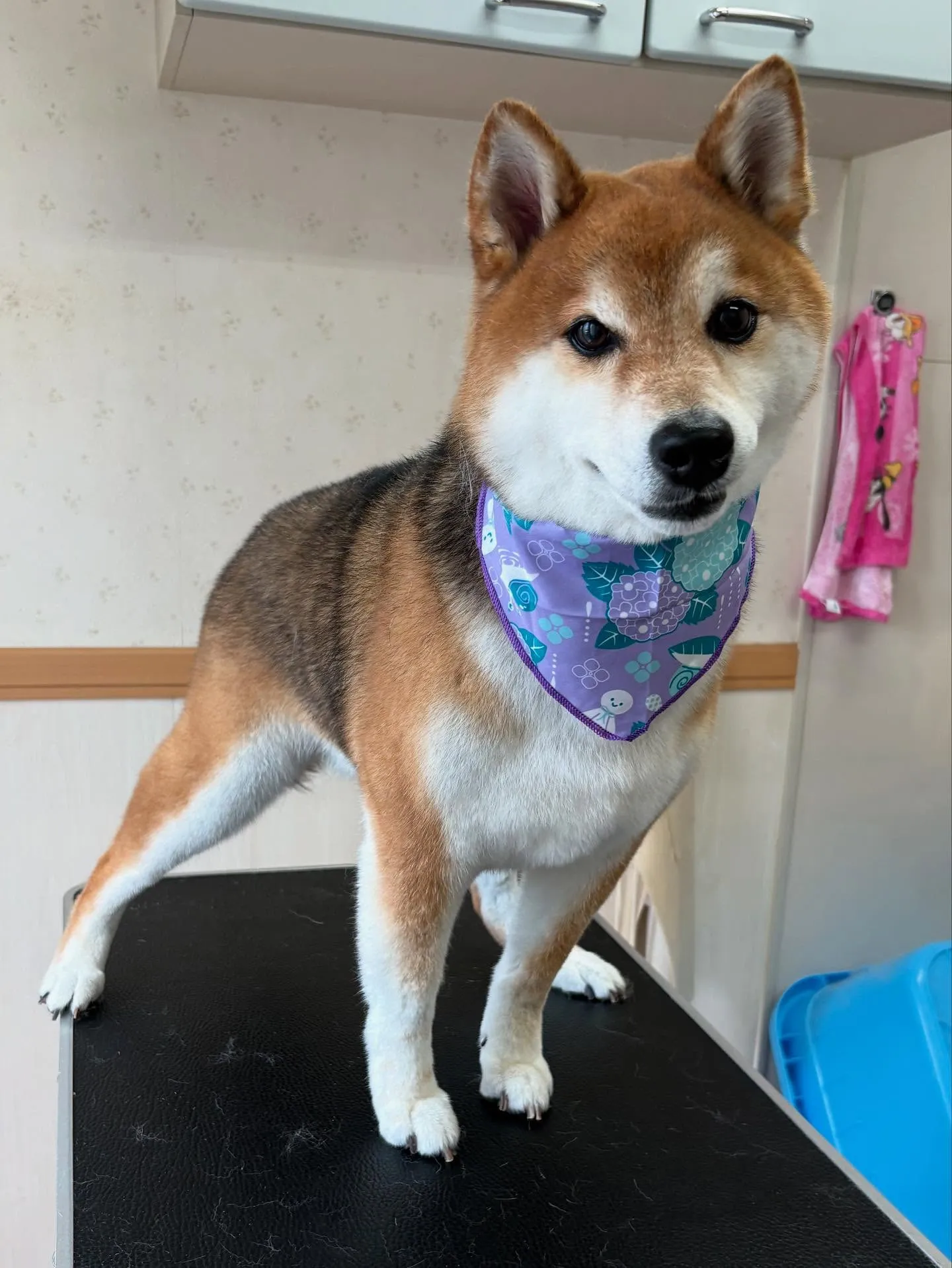 犬のシャンプー🫧