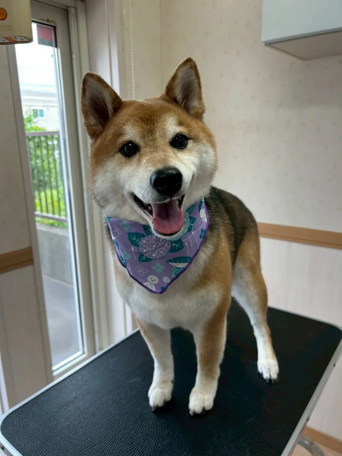 犬のシャンプー🫧