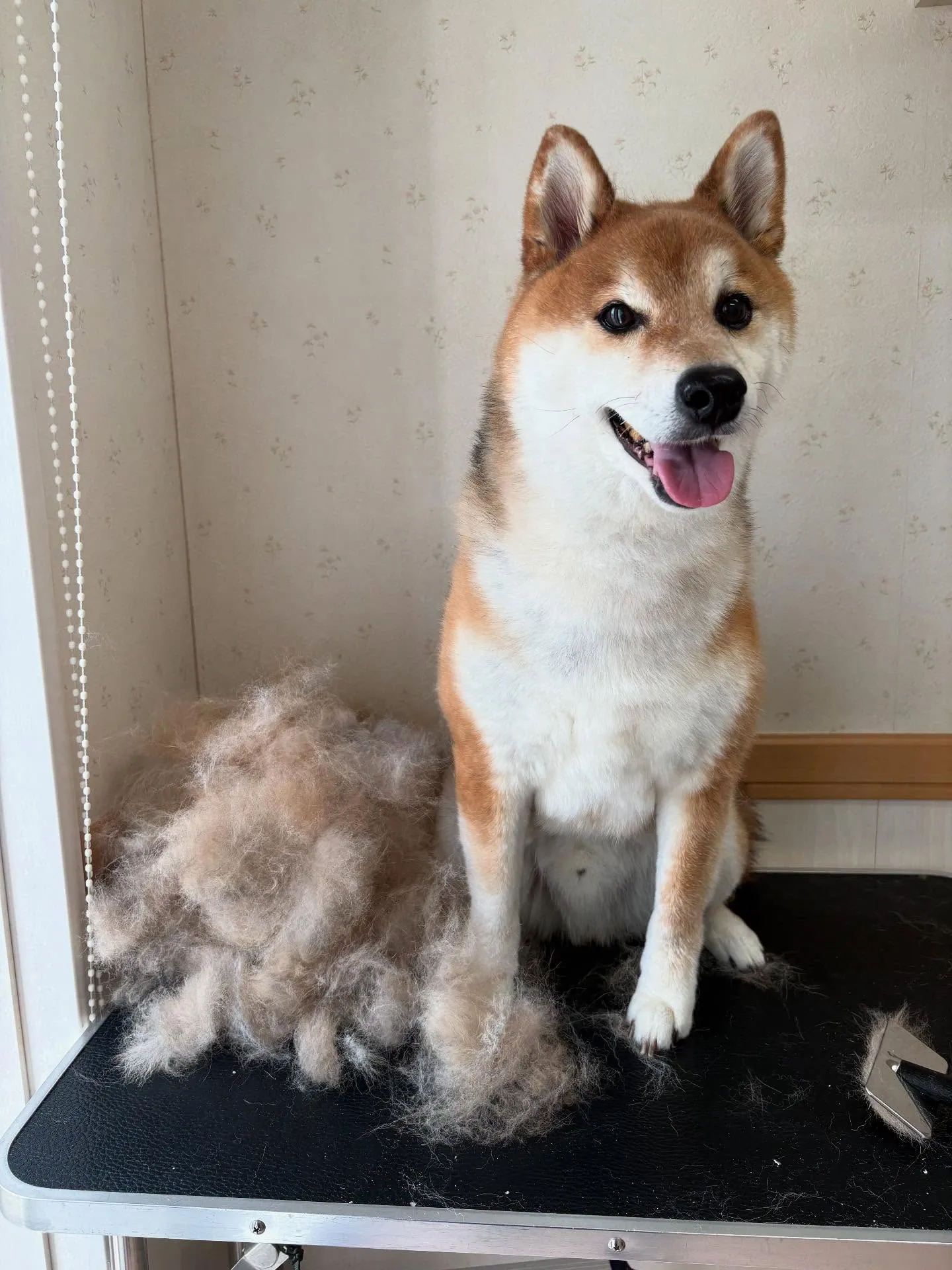 犬のシャンプー🫧