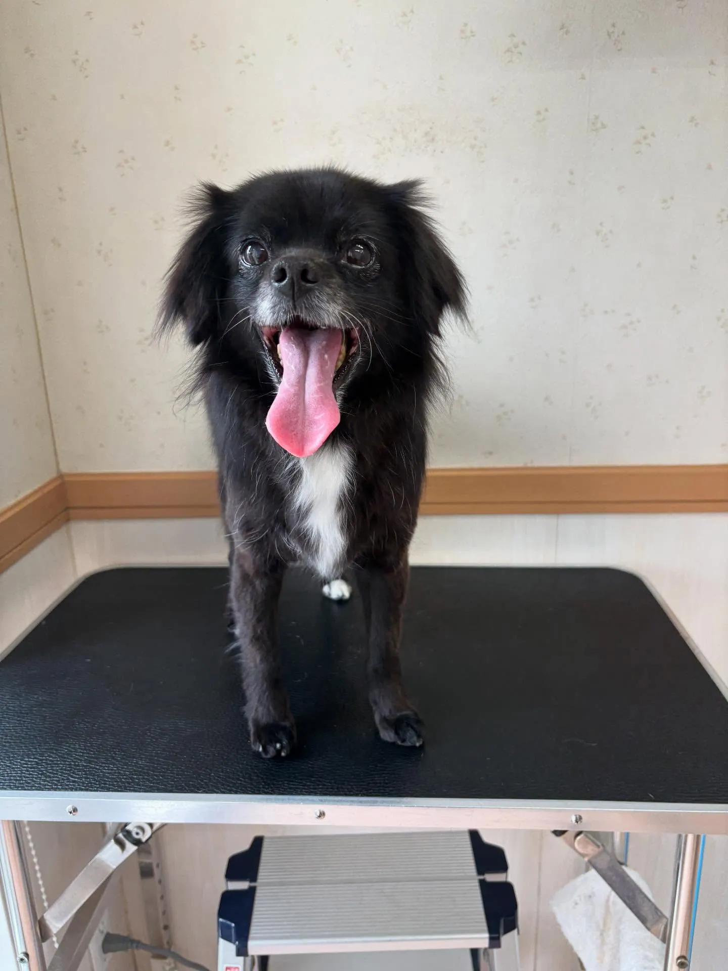 犬のシャンプー🫧