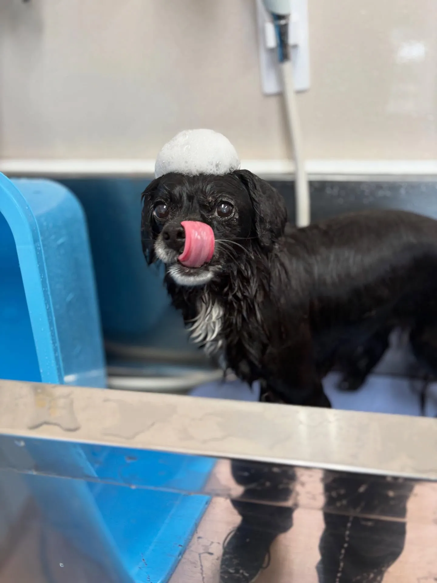 犬のシャンプー🫧
