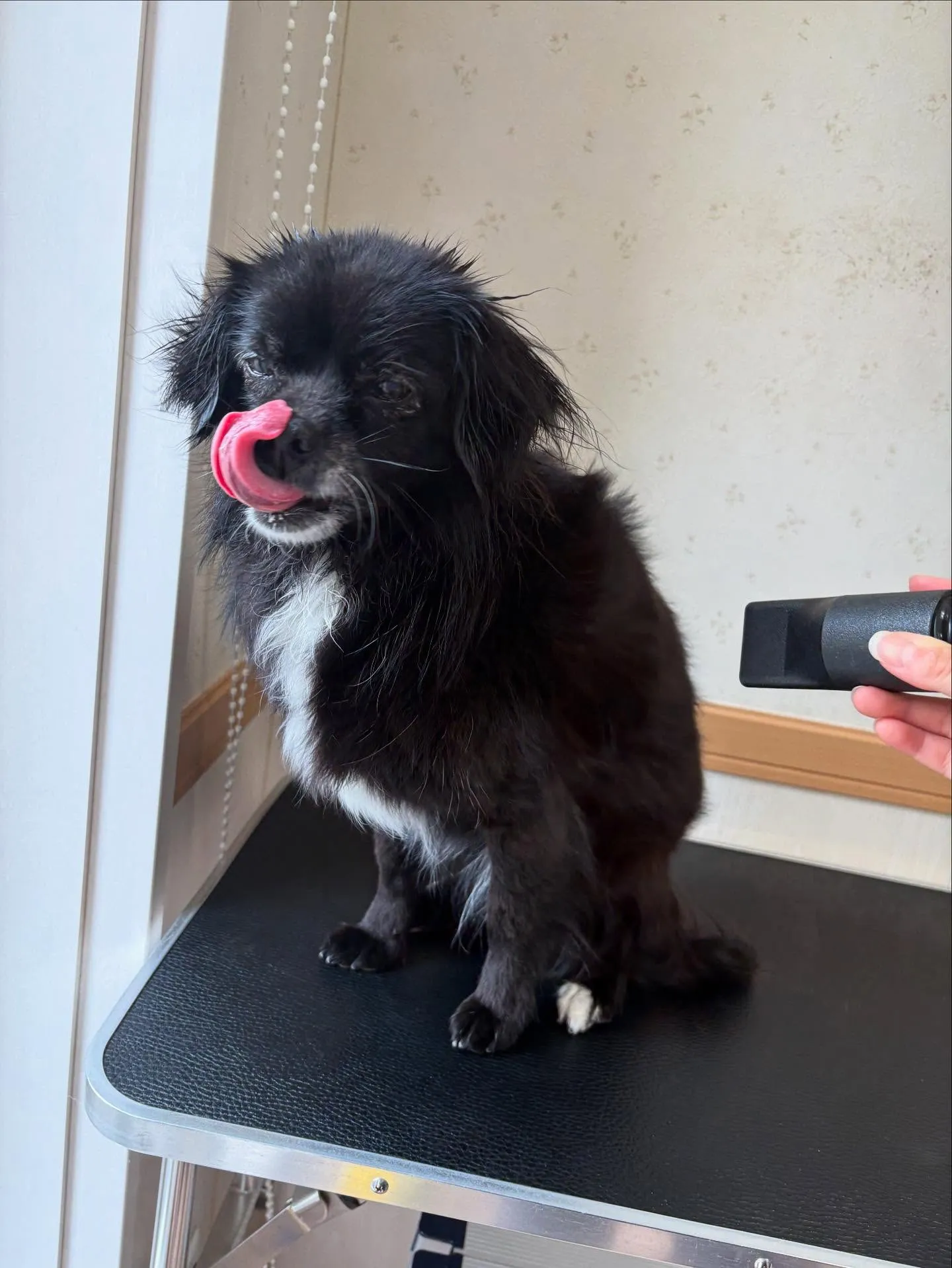 犬のシャンプー🫧