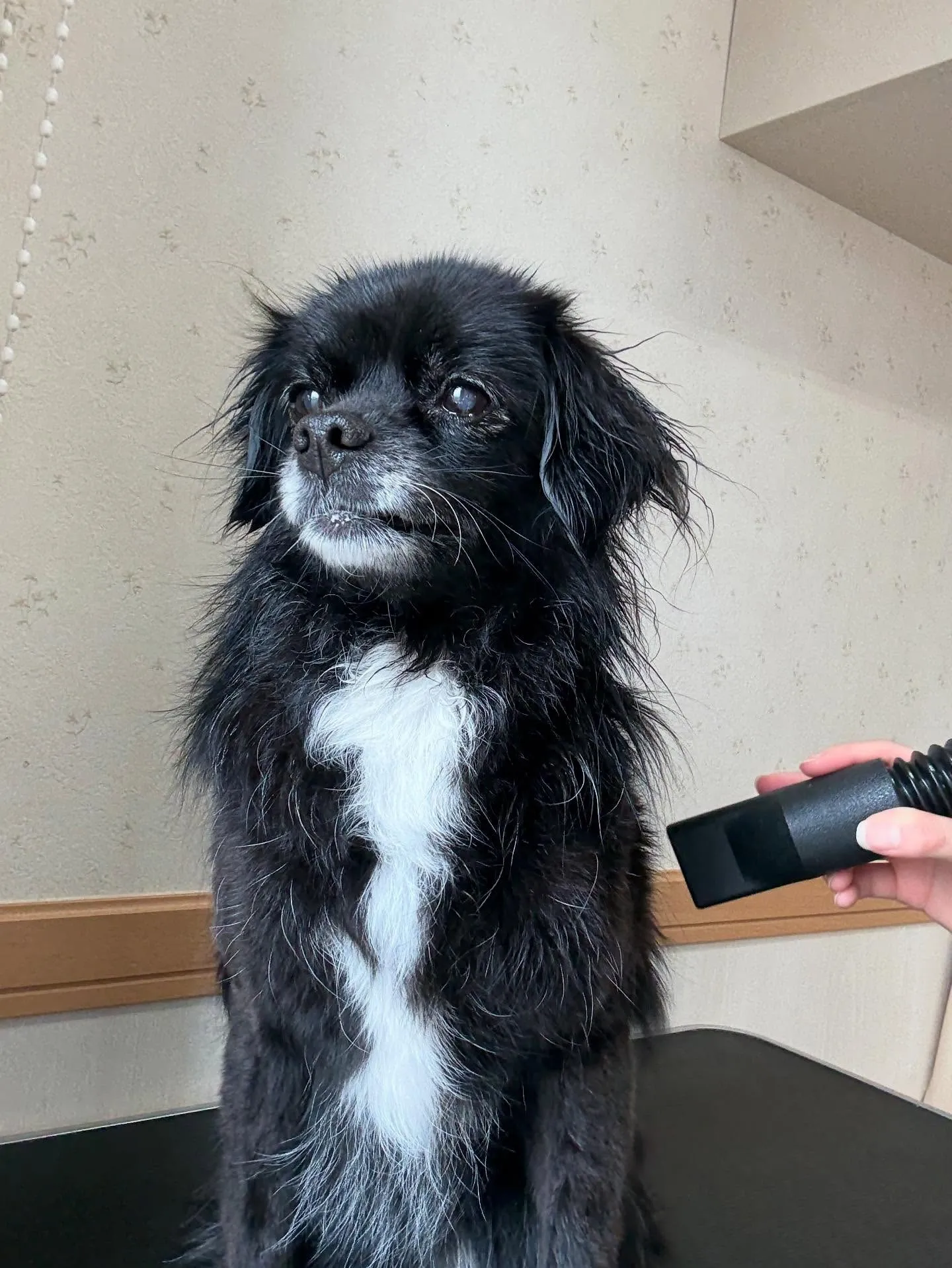 犬のシャンプー🫧
