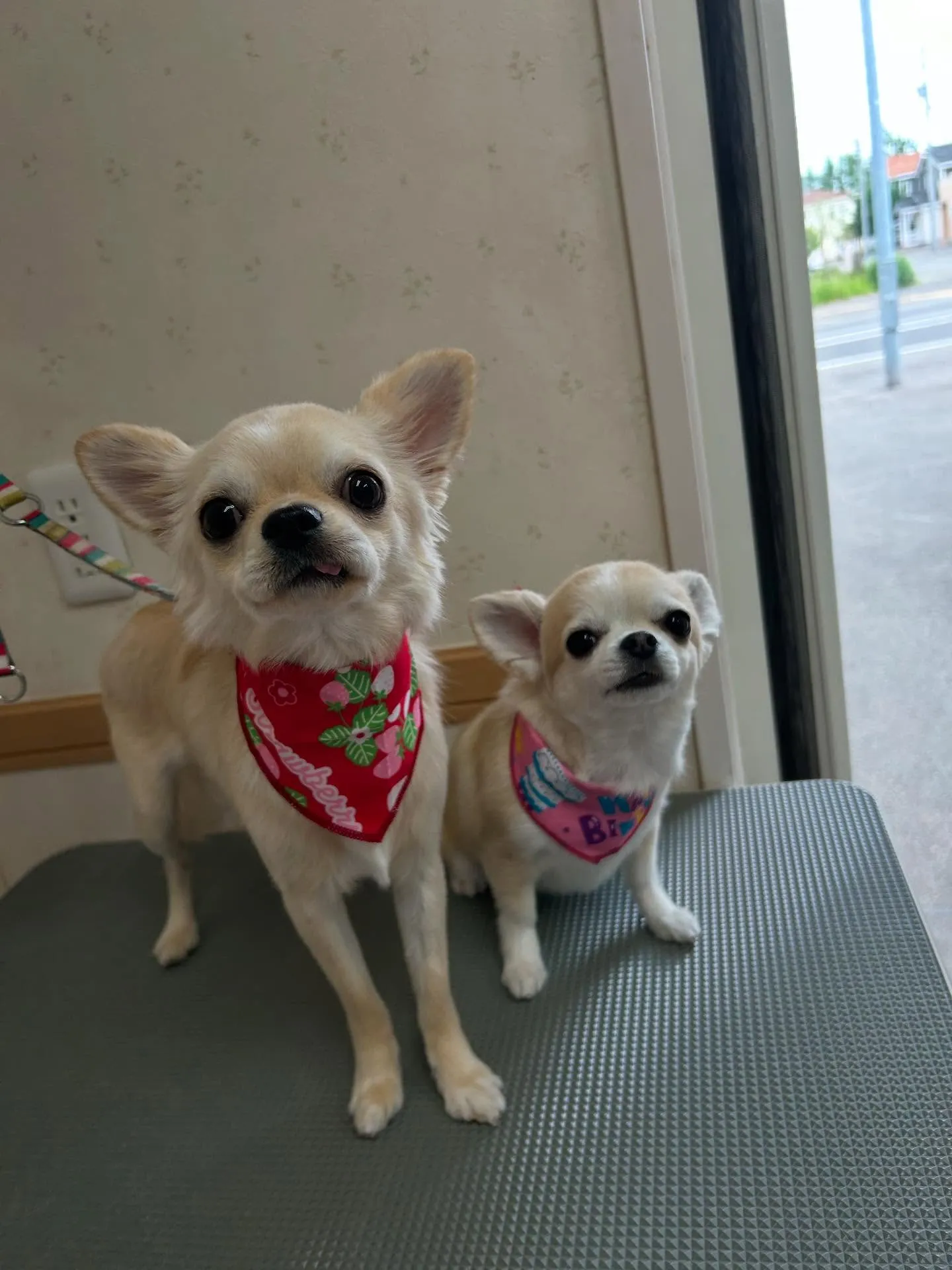 犬のトリミング✂️