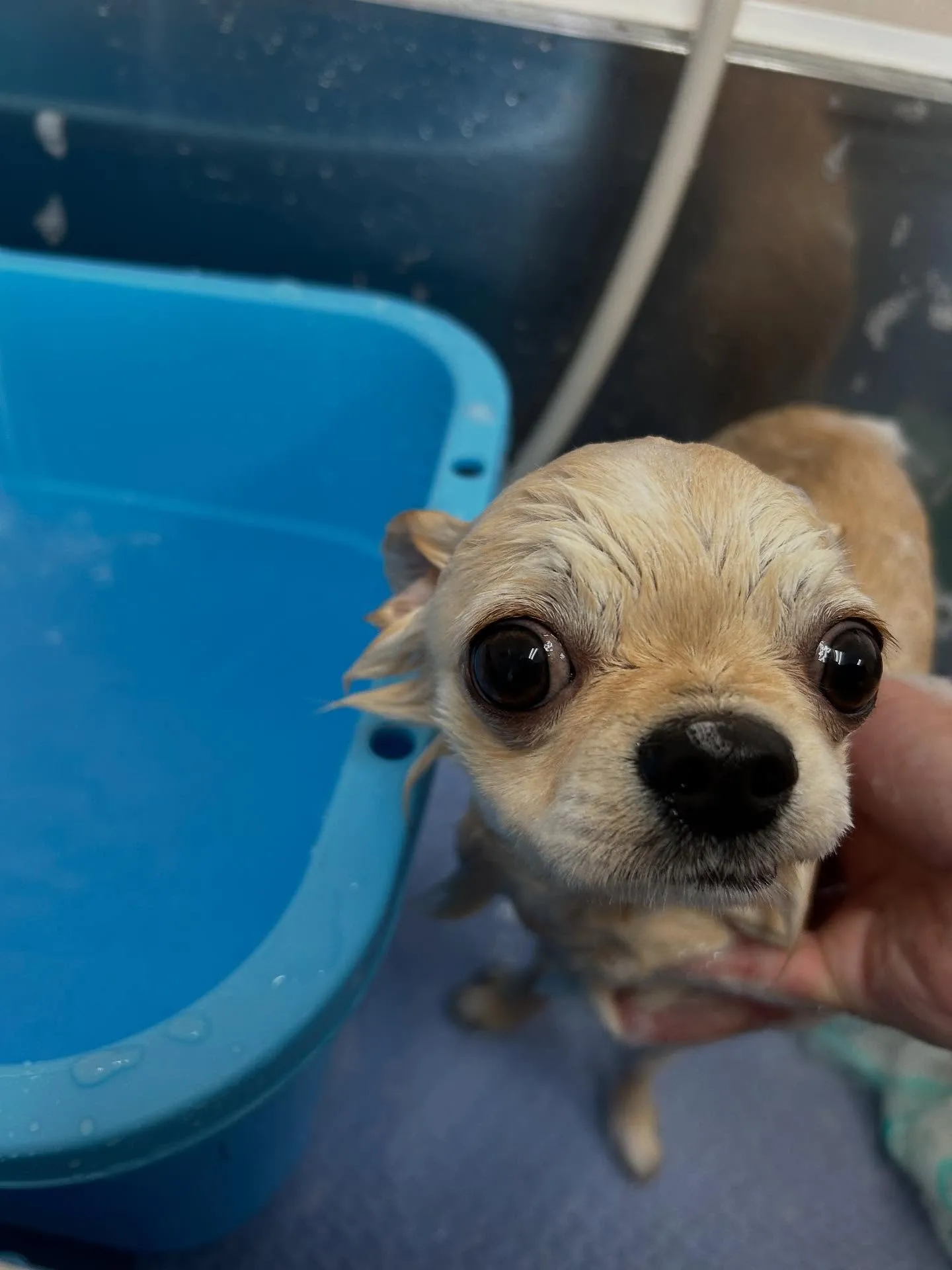 犬のトリミング✂️