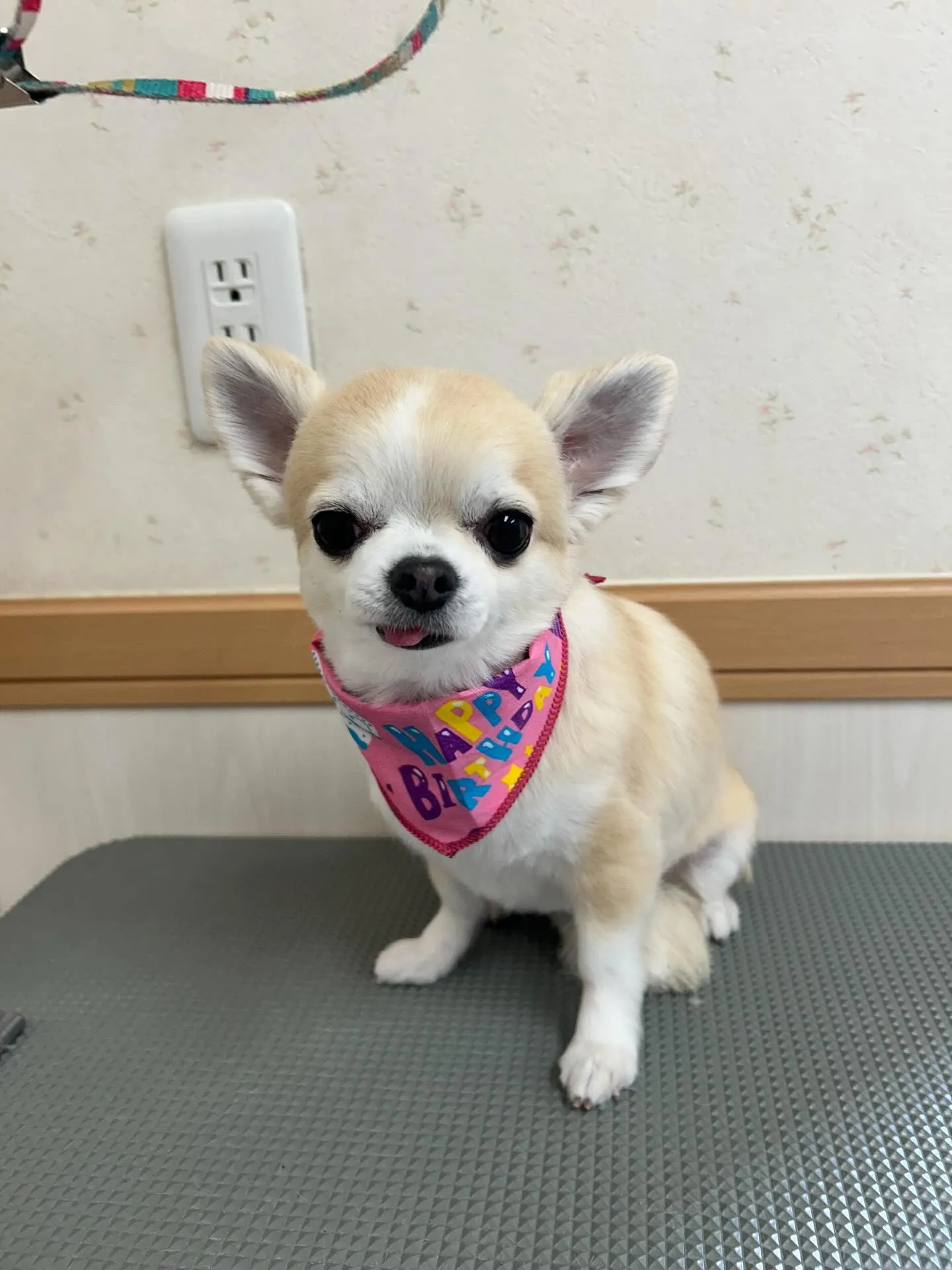 犬のトリミング✂️