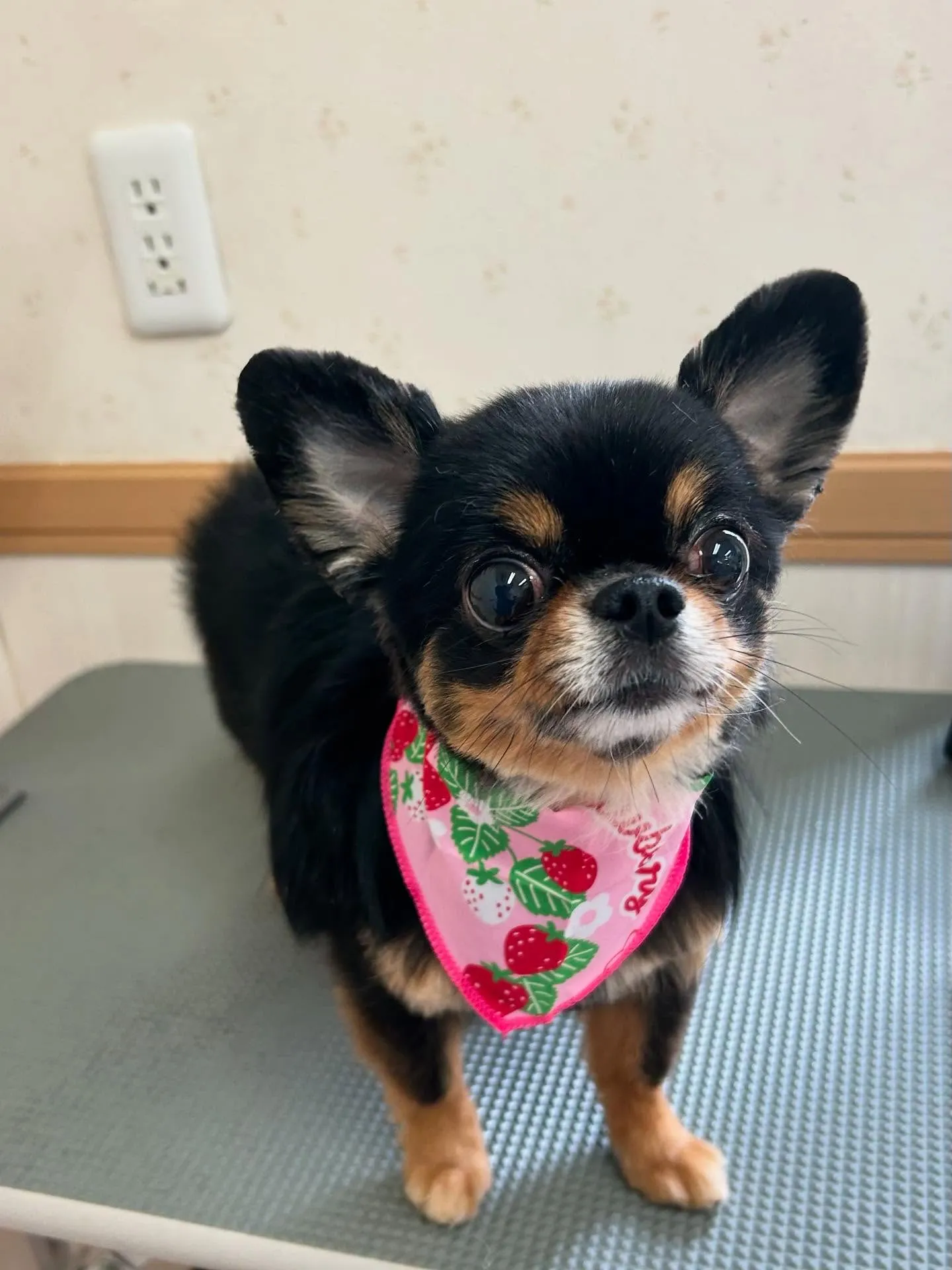 犬のトリミング✂️