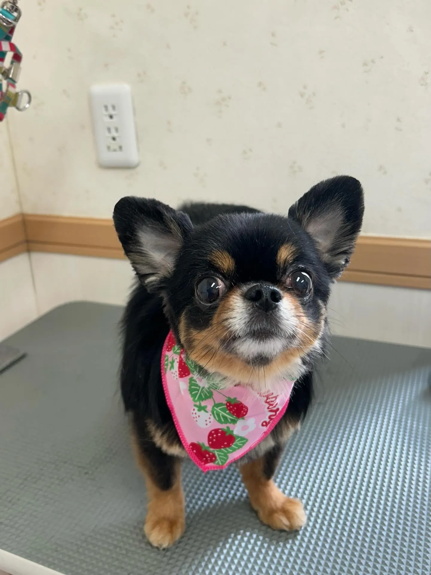 犬のトリミング✂️