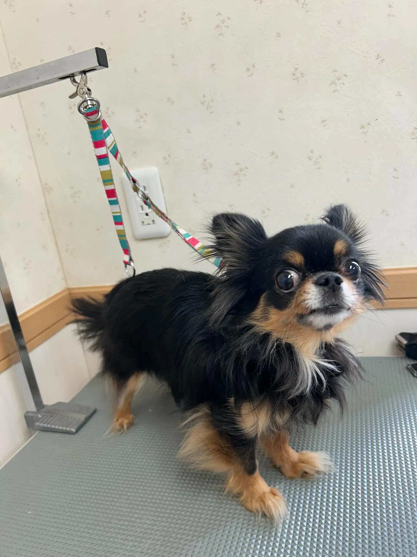 犬のトリミング✂️