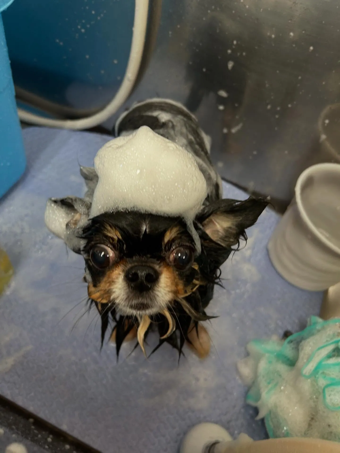 犬のトリミング✂️