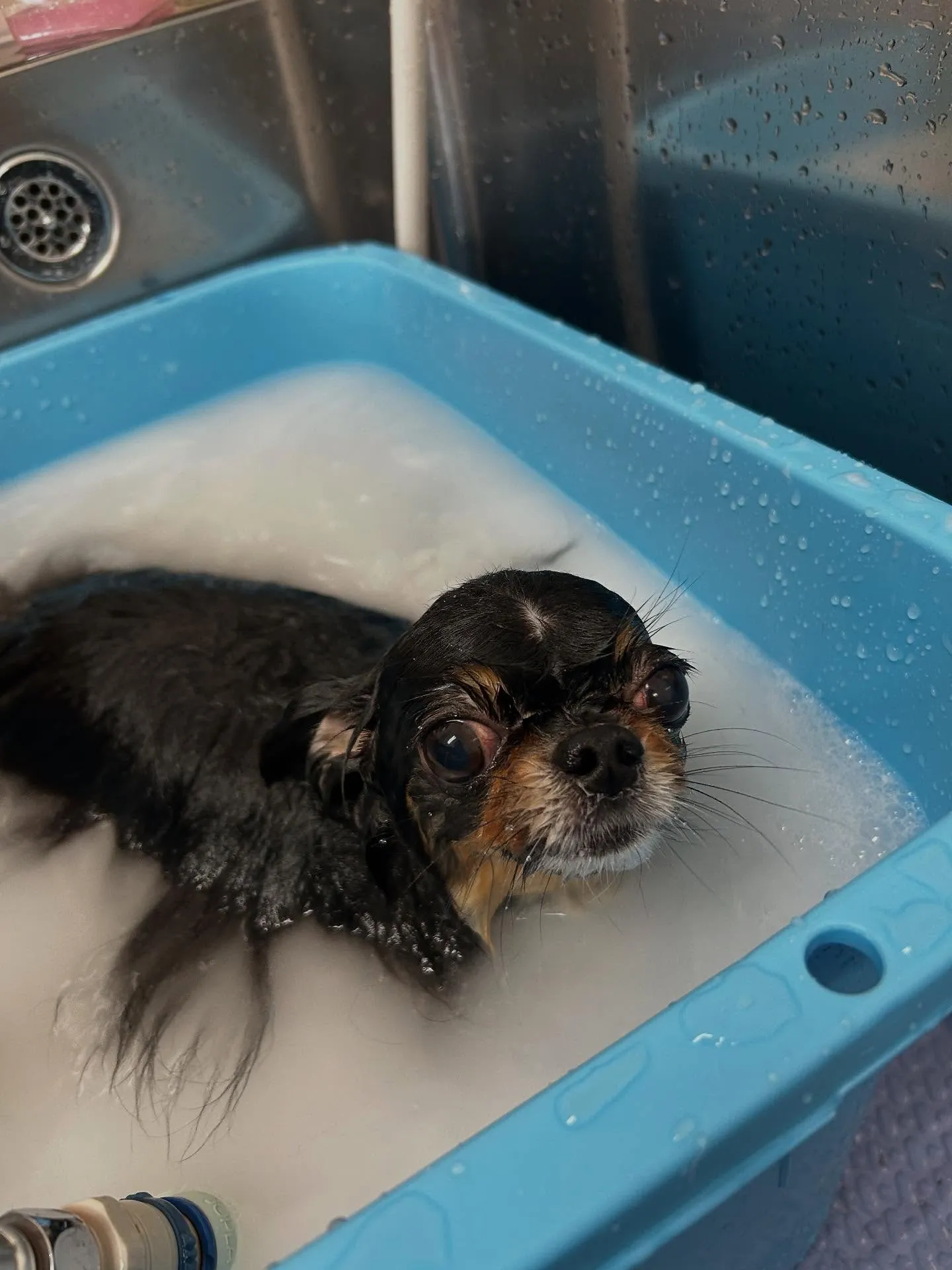 犬のトリミング✂️