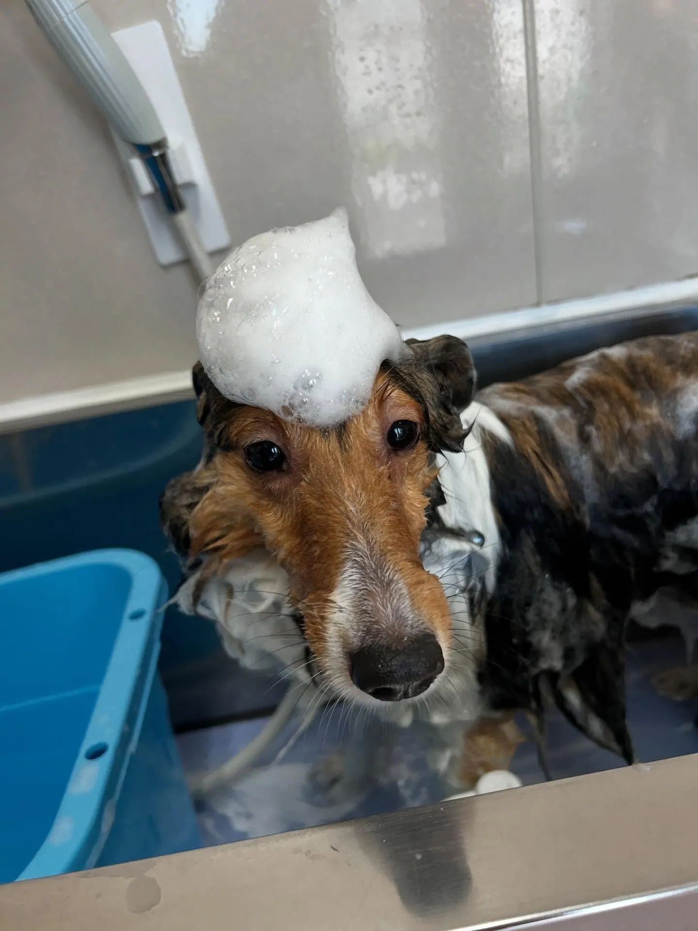 犬のシャンプー🫧