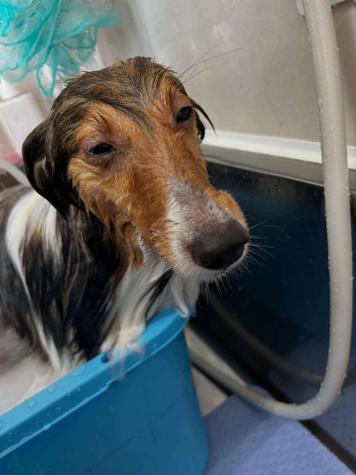 犬のシャンプー🫧
