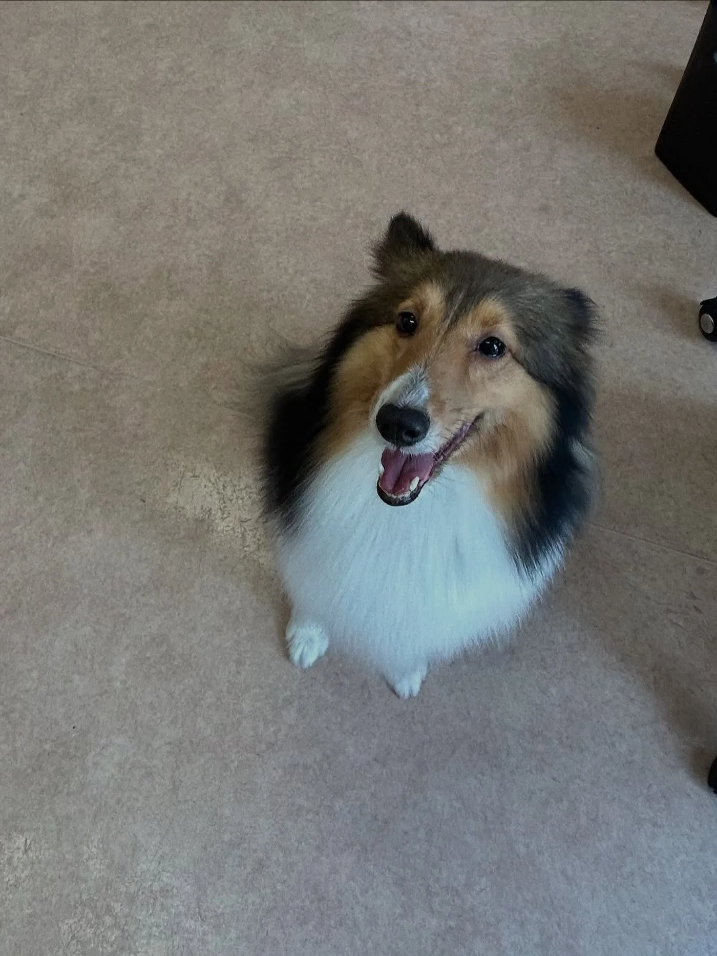 犬のシャンプー🫧