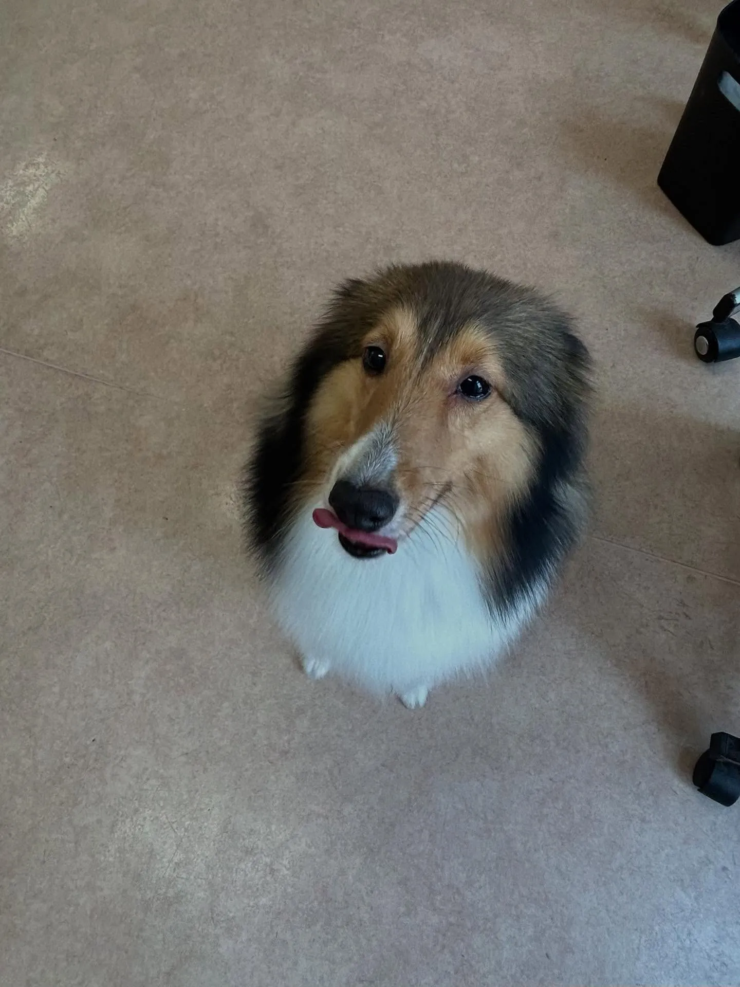 犬のシャンプー🫧