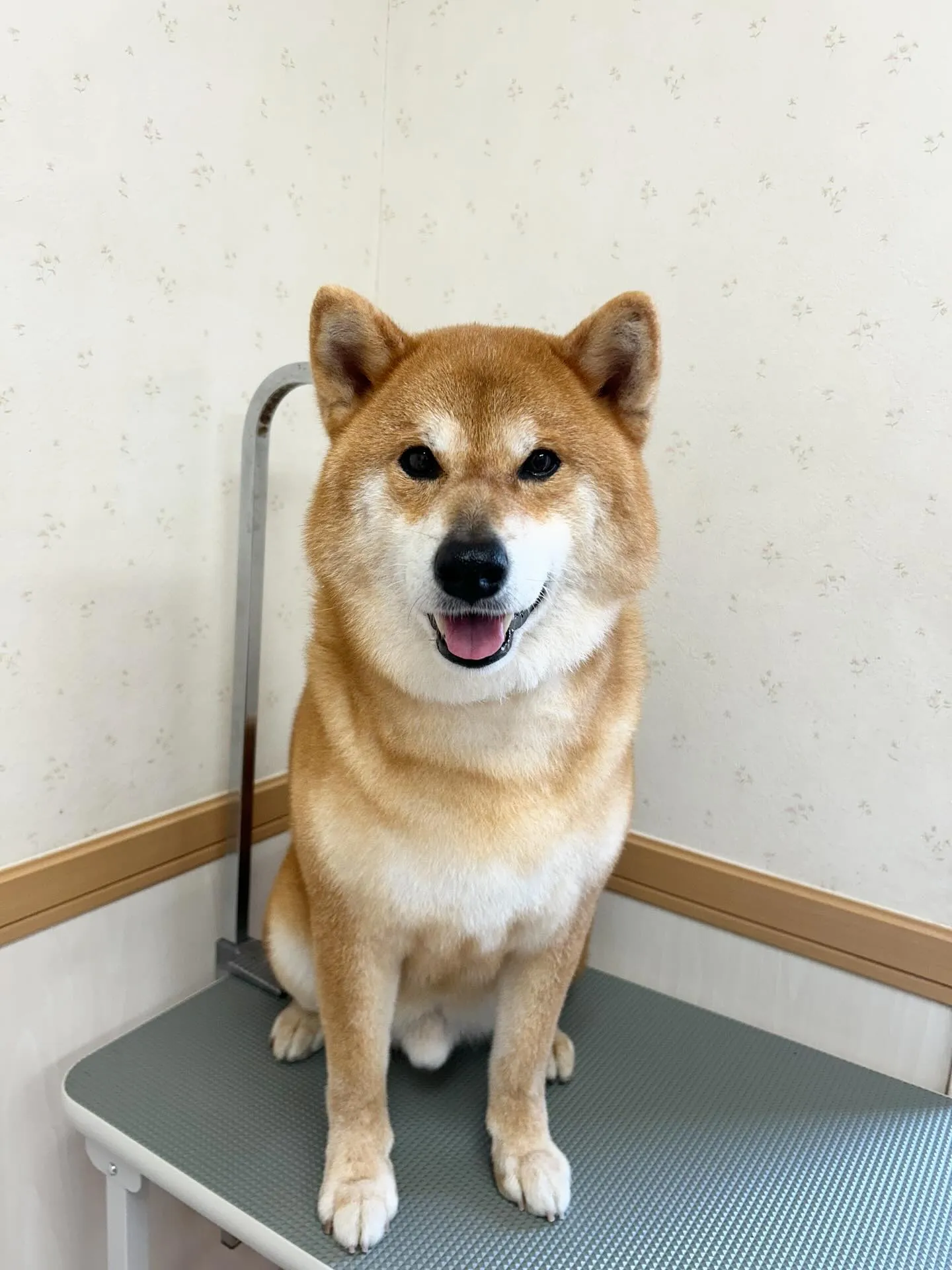 犬のシャンプー🫧