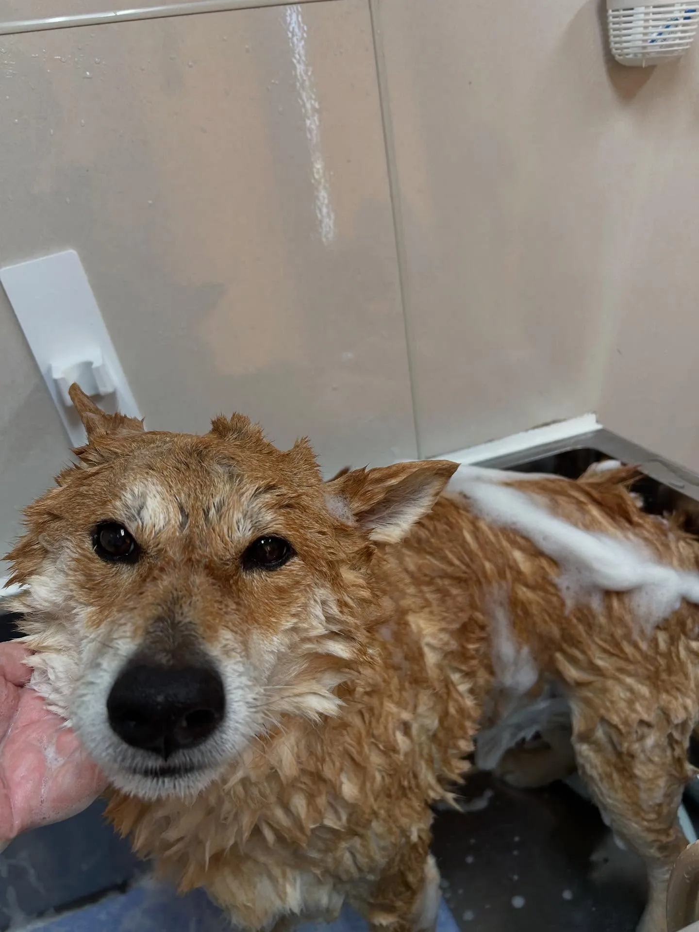 犬のシャンプー🫧