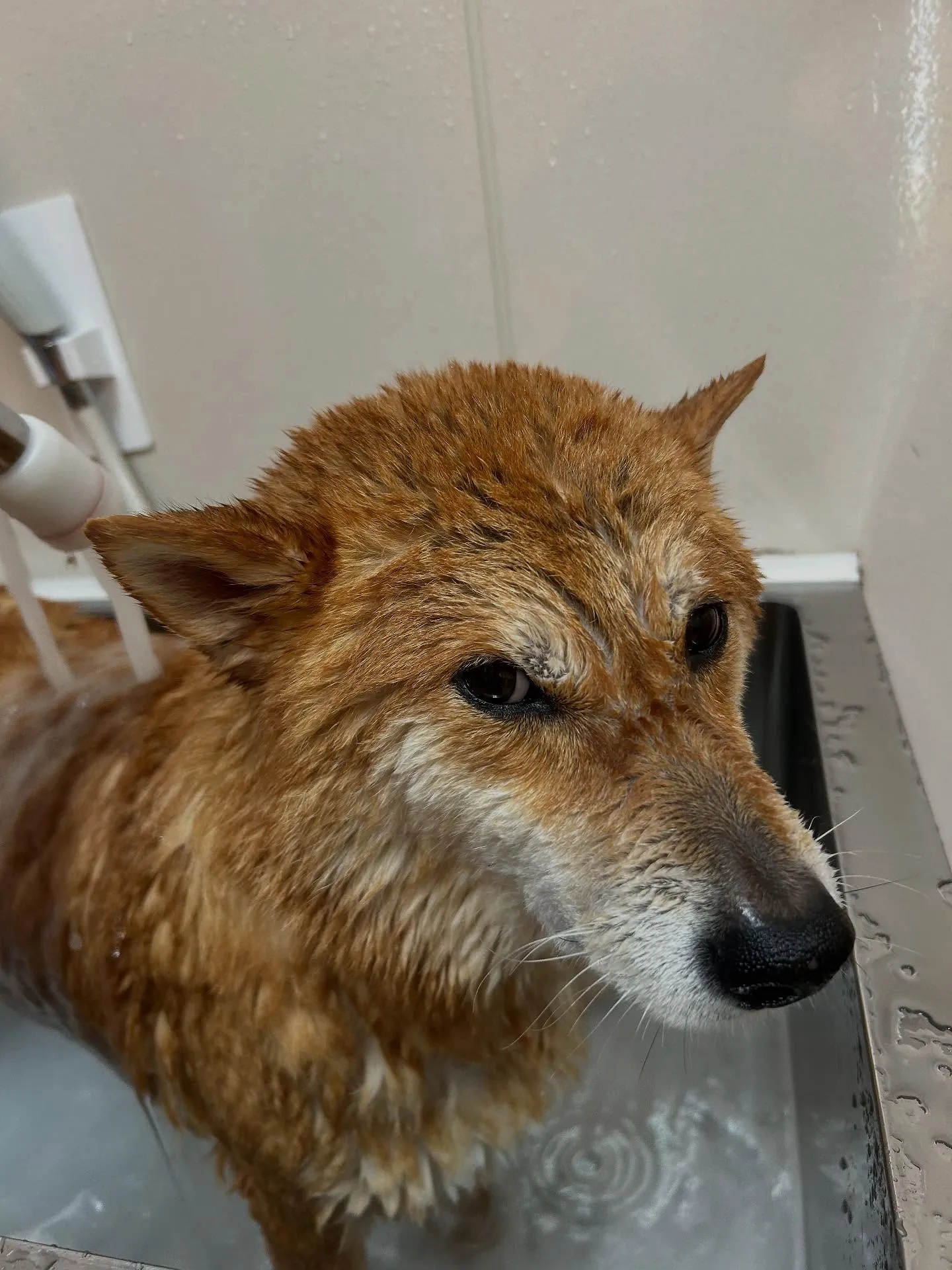 犬のシャンプー🫧