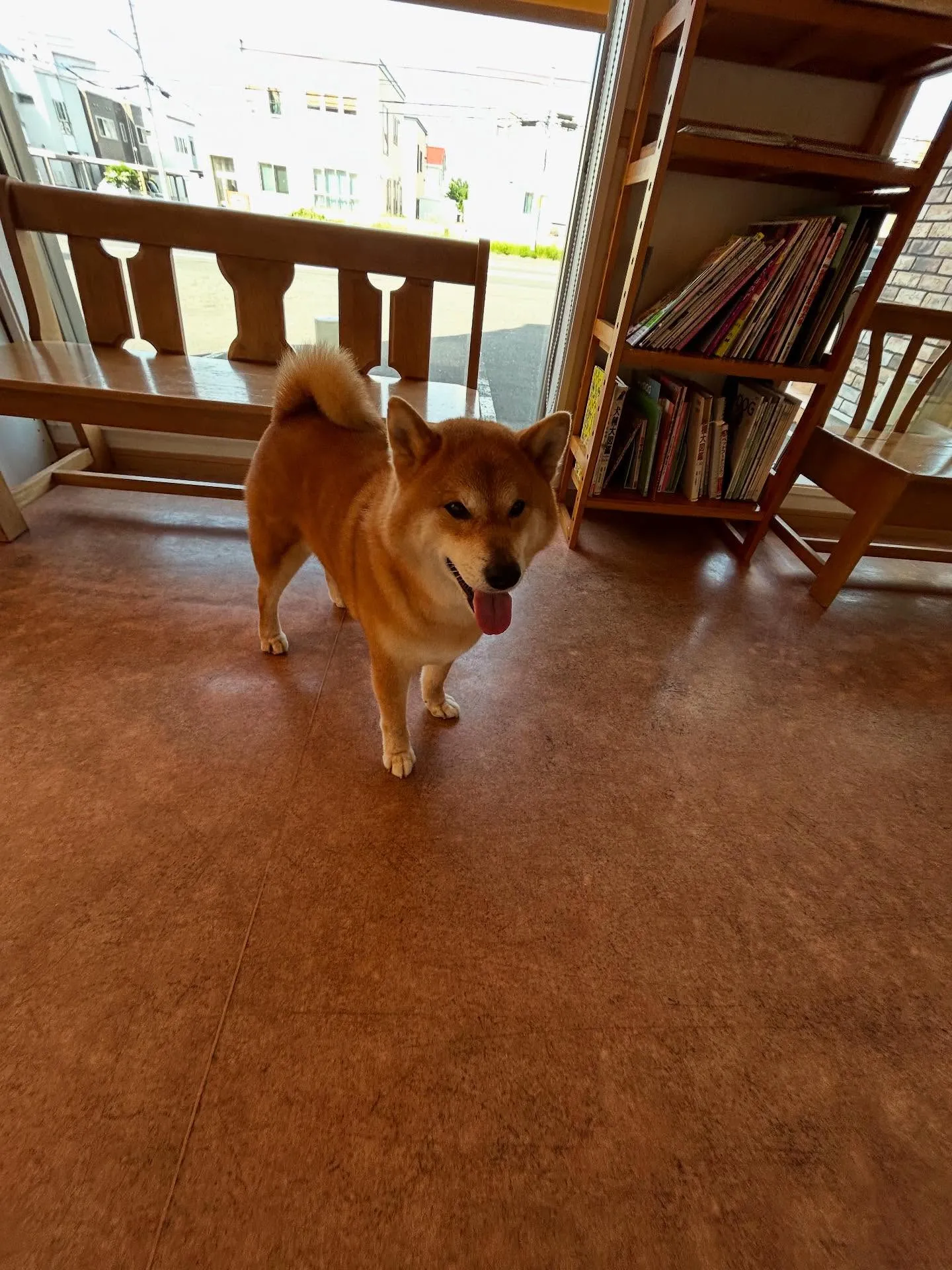犬のシャンプー🫧