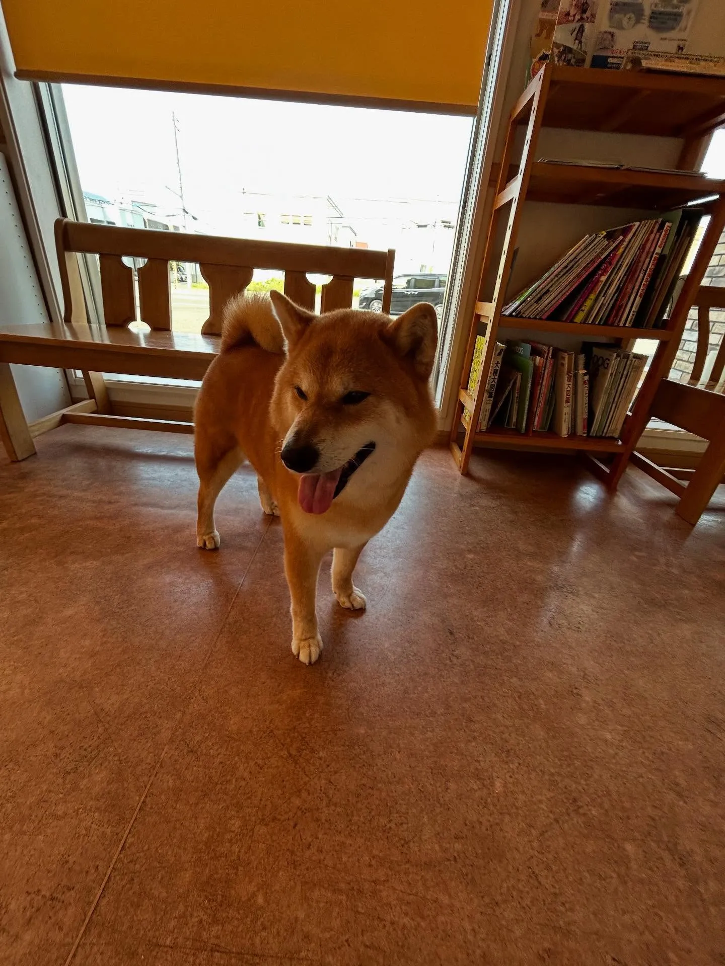 犬のシャンプー🫧