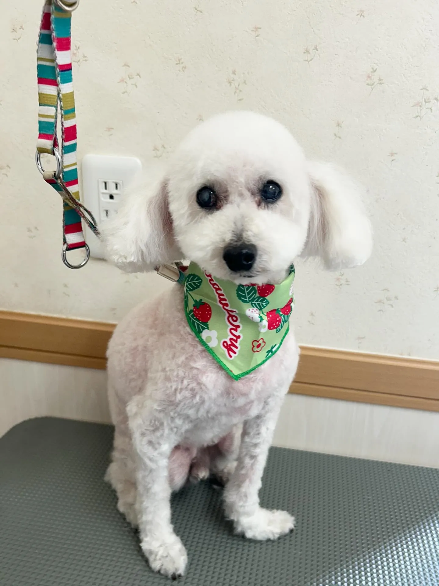 犬のトリミング✂️