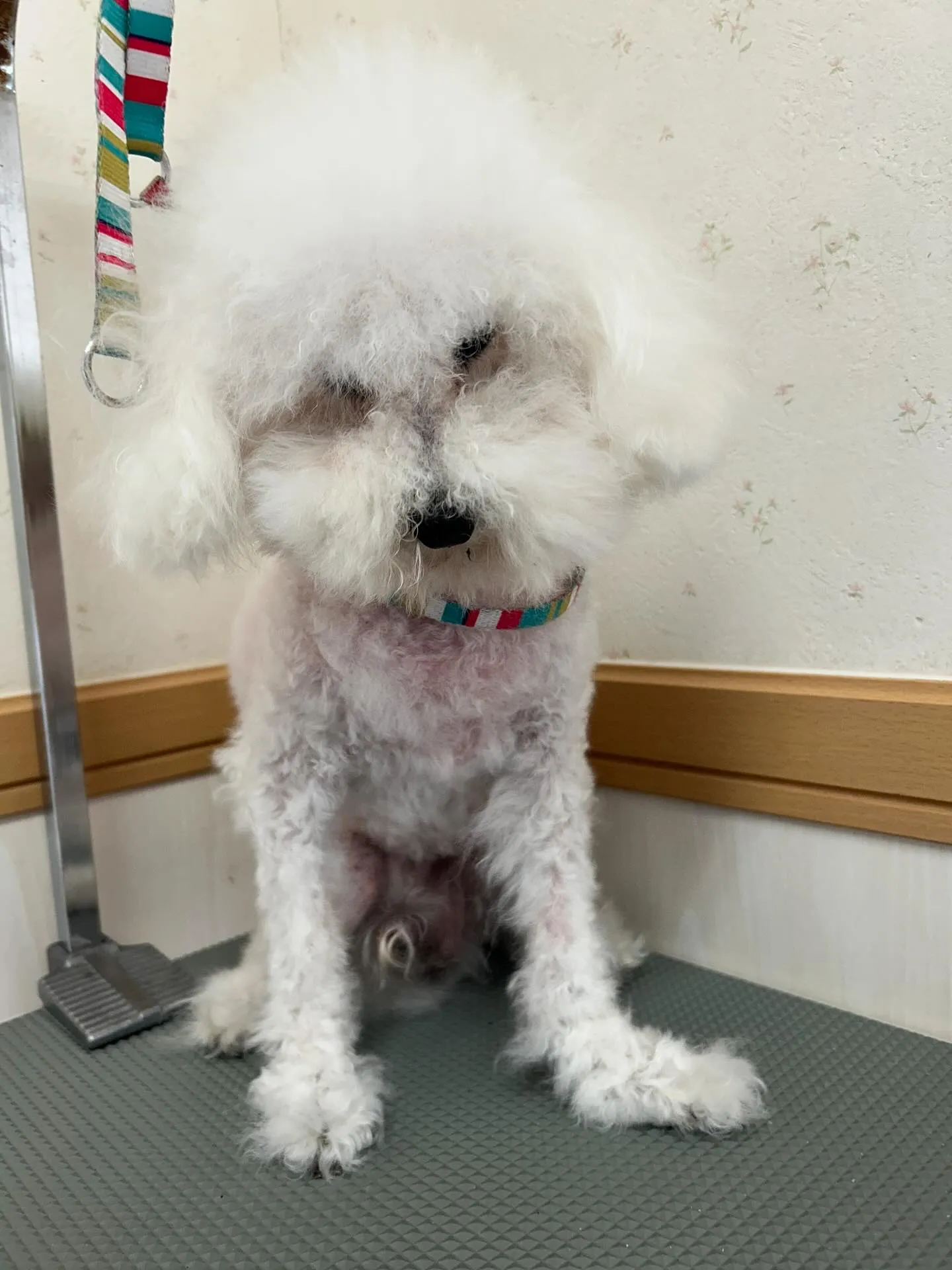 犬のトリミング✂️