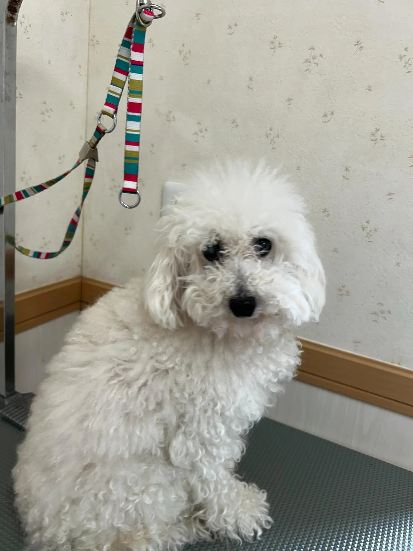 犬のトリミング✂️