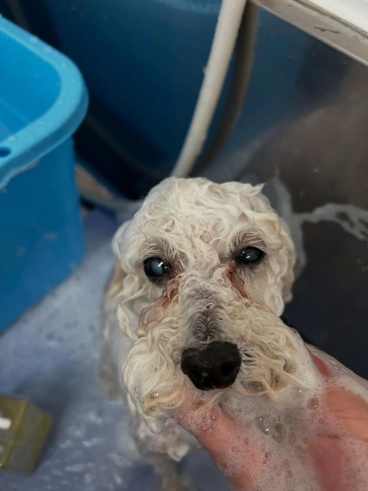犬のトリミング✂️