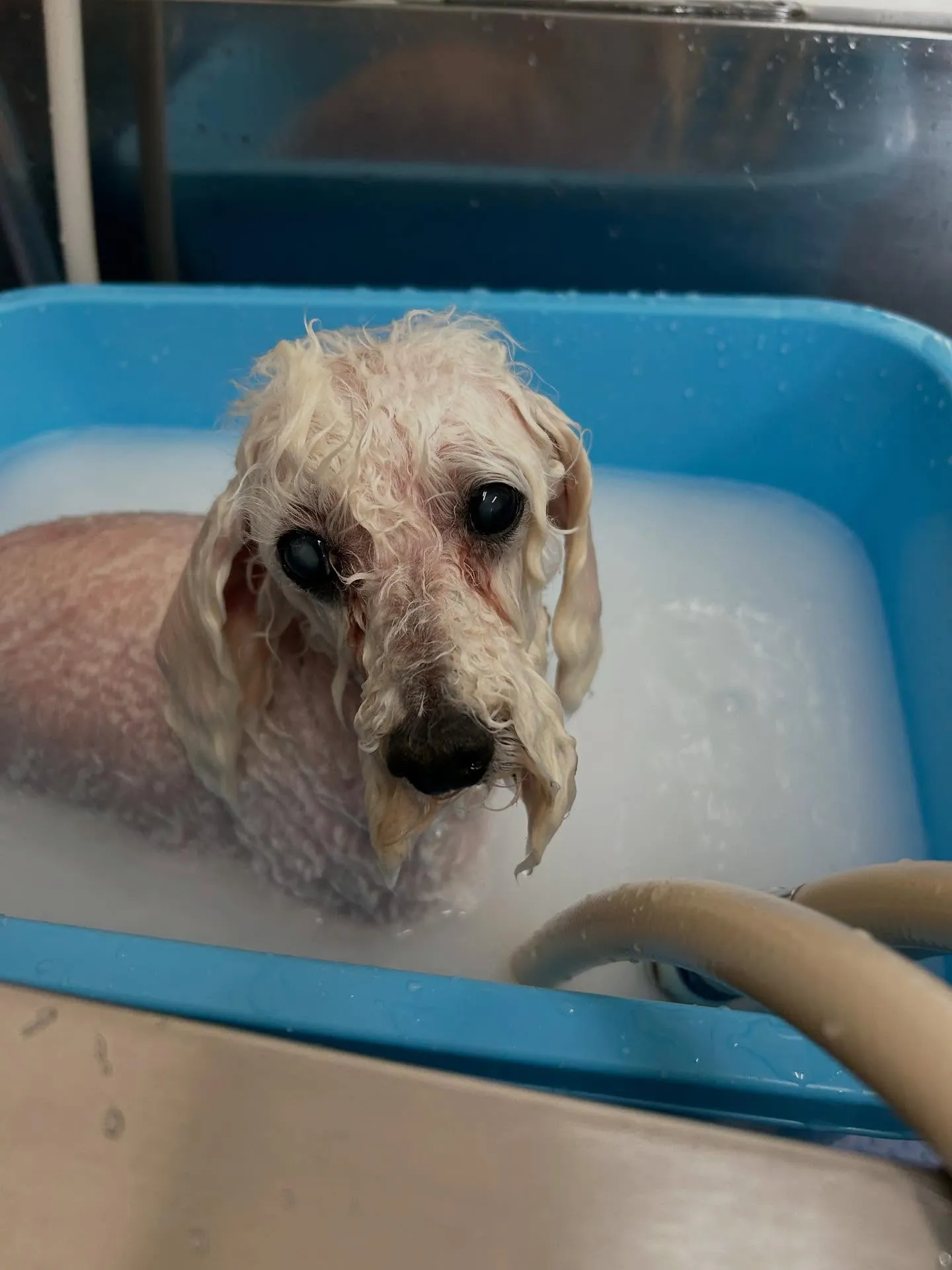 犬のトリミング✂️