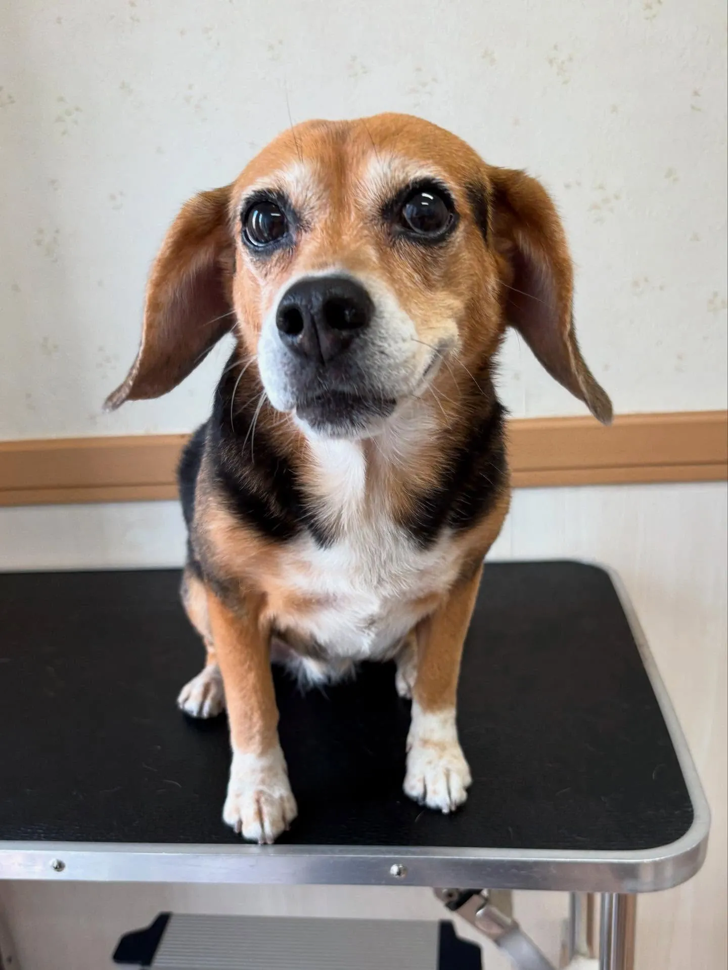 犬のシャンプー🫧