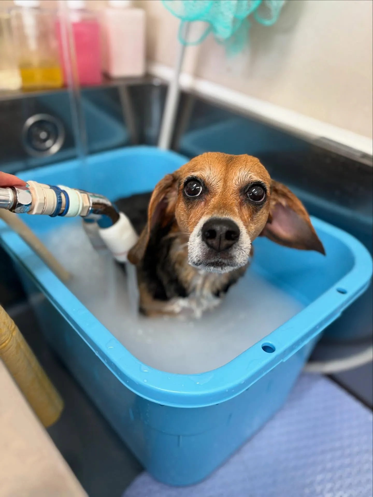 犬のシャンプー🫧