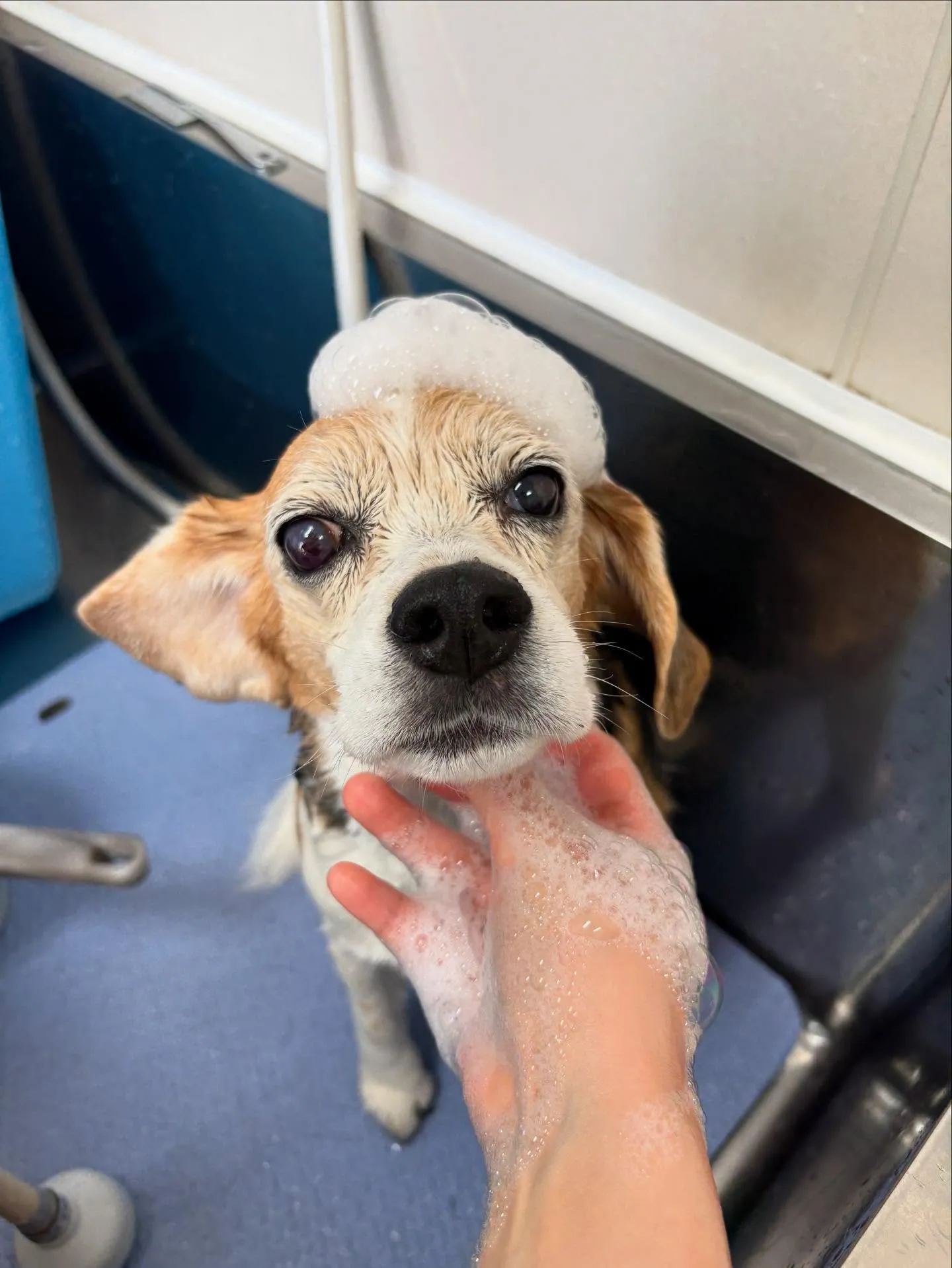 犬のシャンプー🫧
